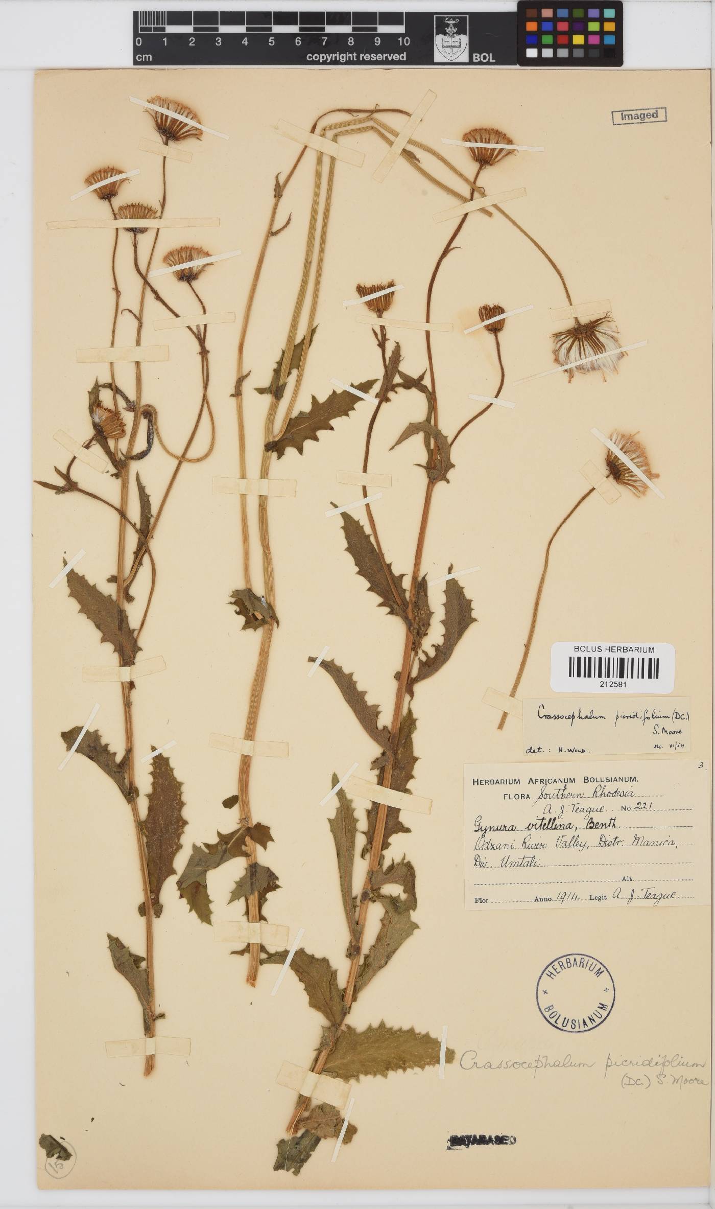 Crassocephalum picridifolium image