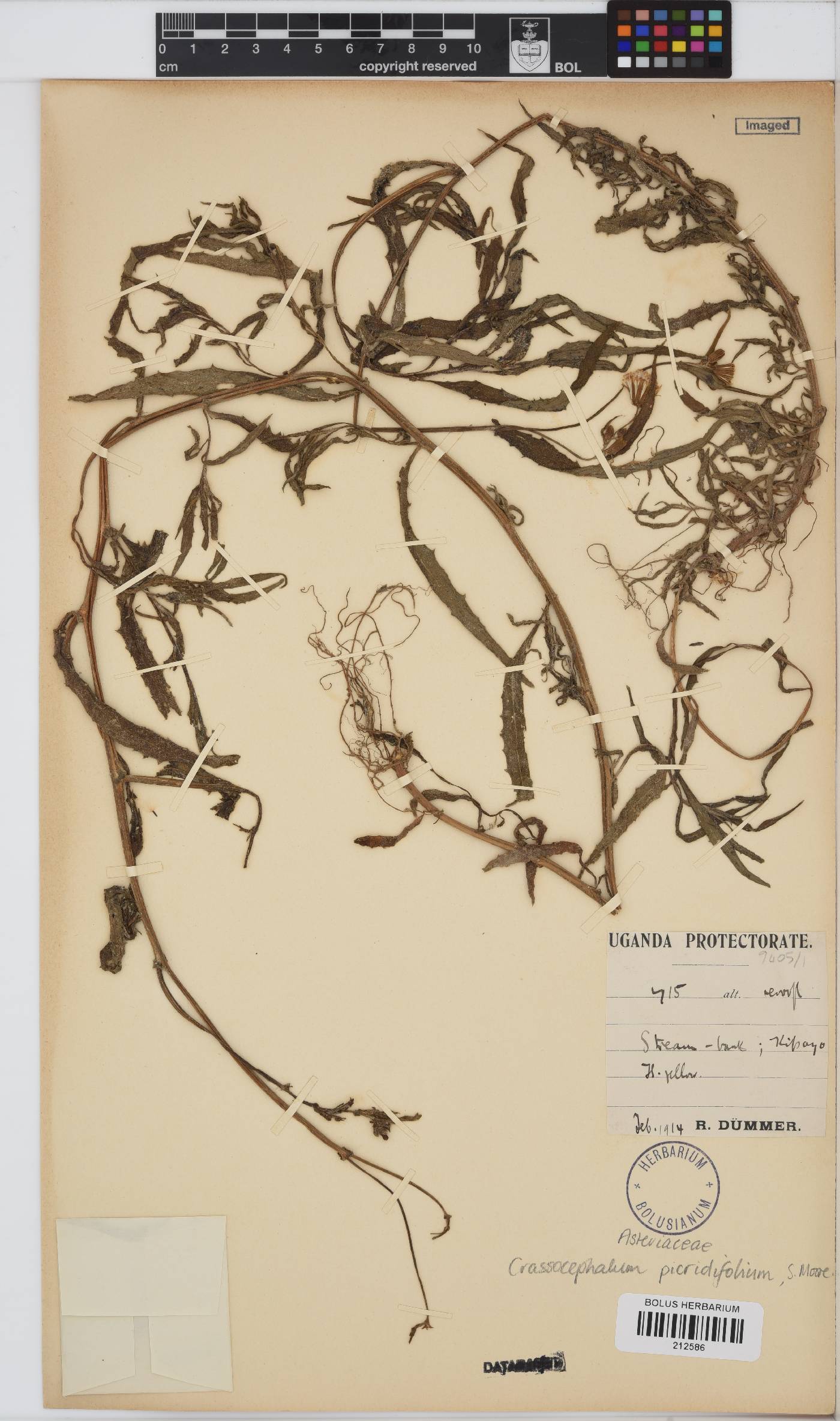 Crassocephalum picridifolium image