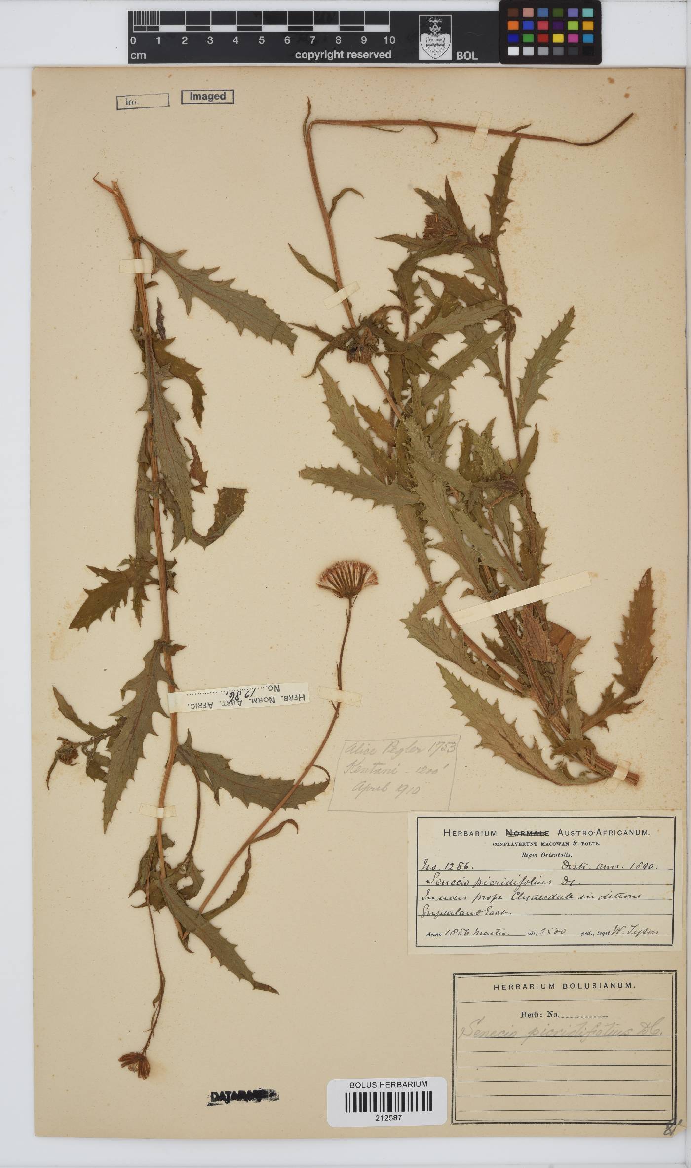 Crassocephalum picridifolium image