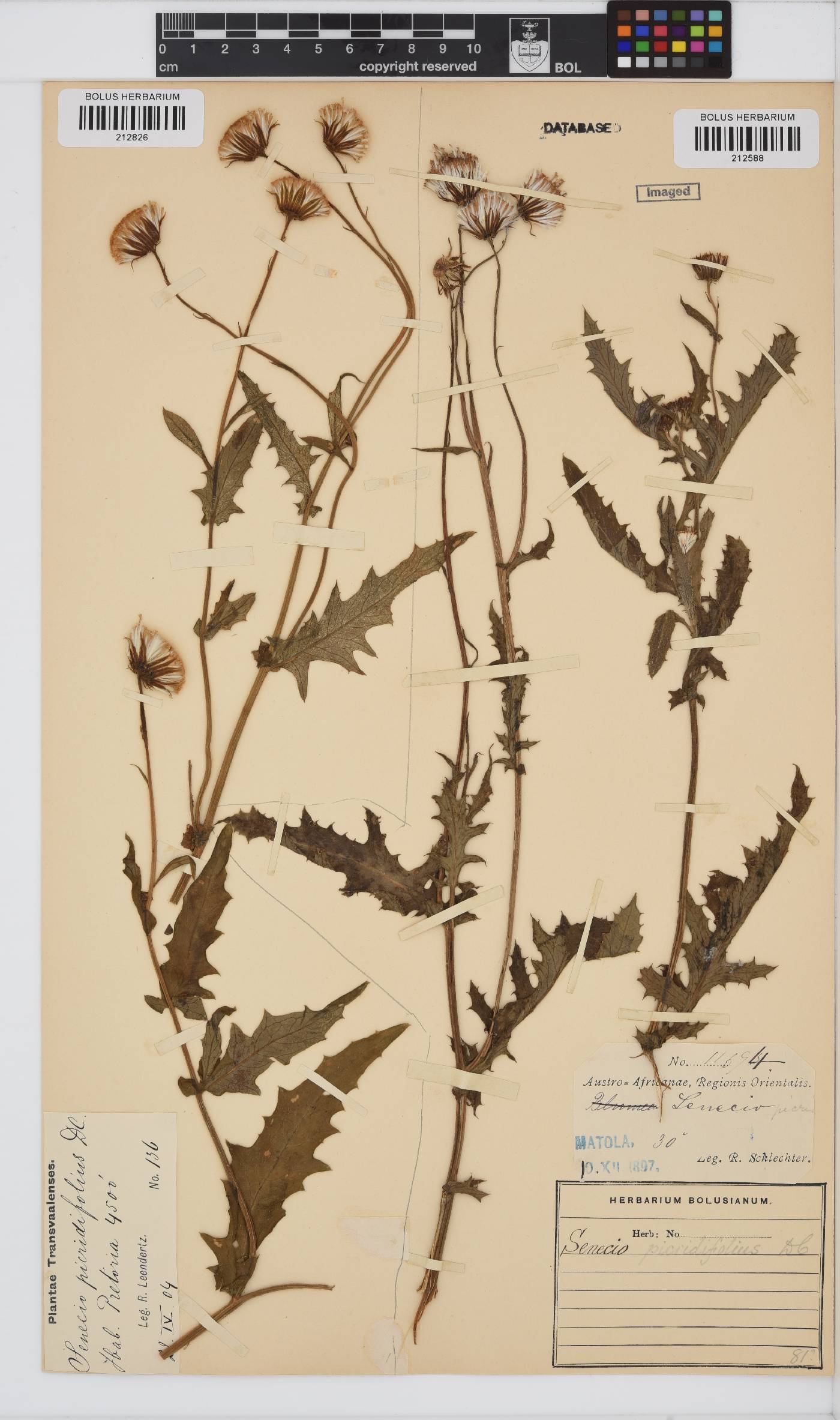 Crassocephalum picridifolium image