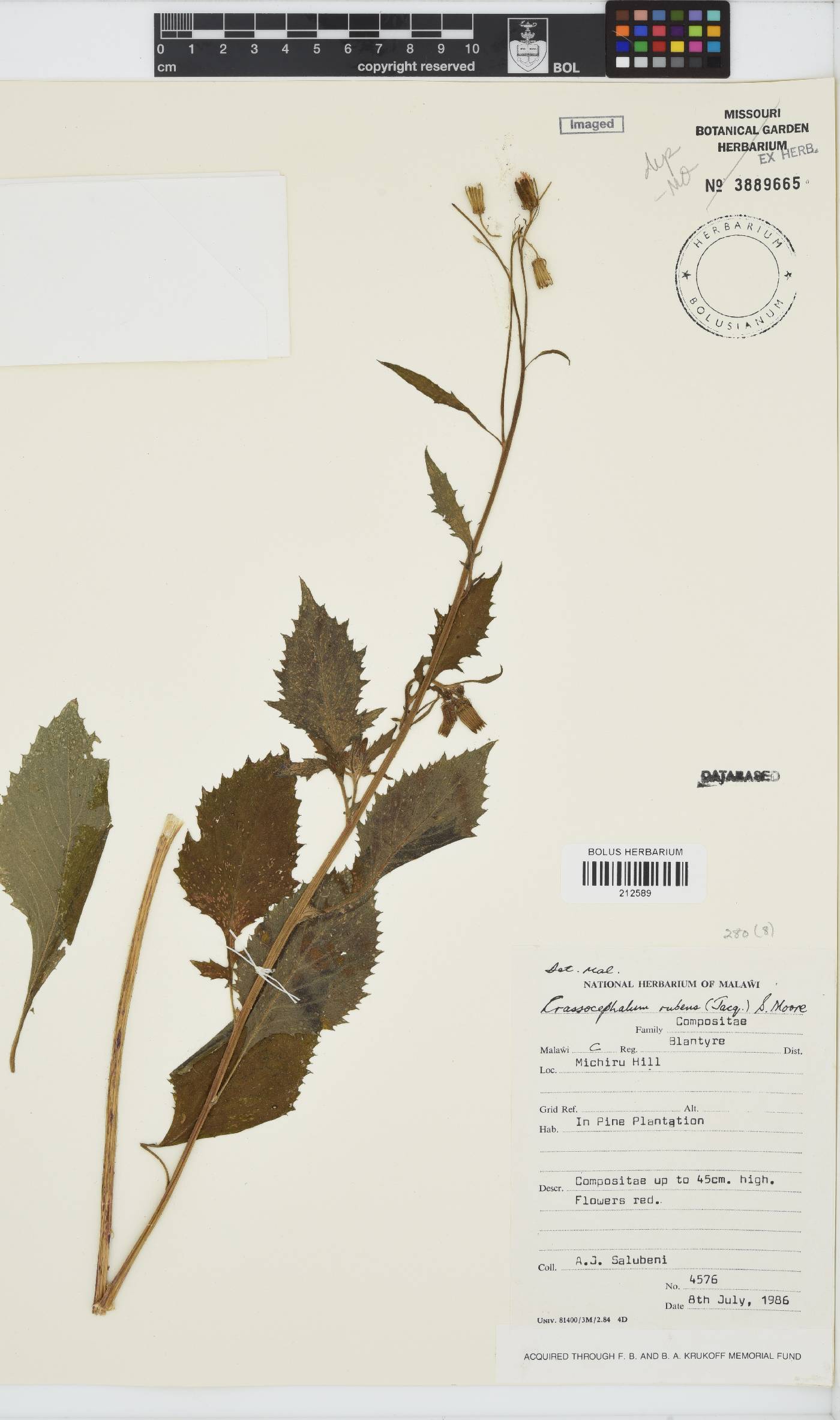 Crassocephalum rubens image