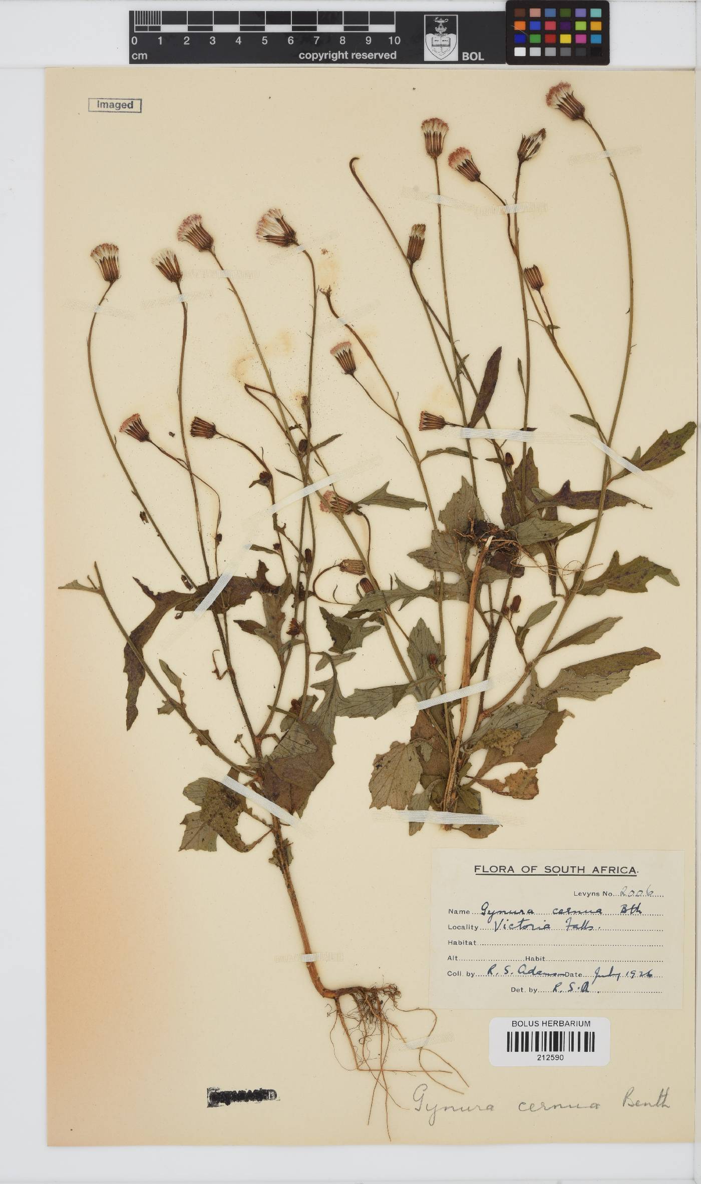 Crassocephalum rubens image