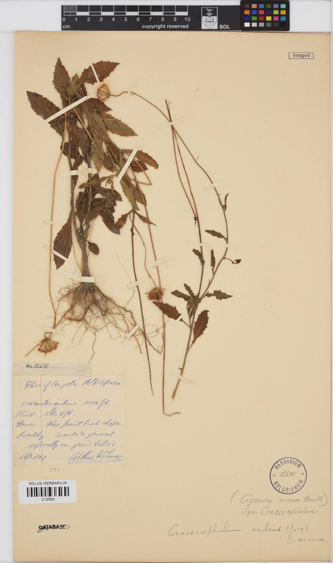 Crassocephalum rubens image