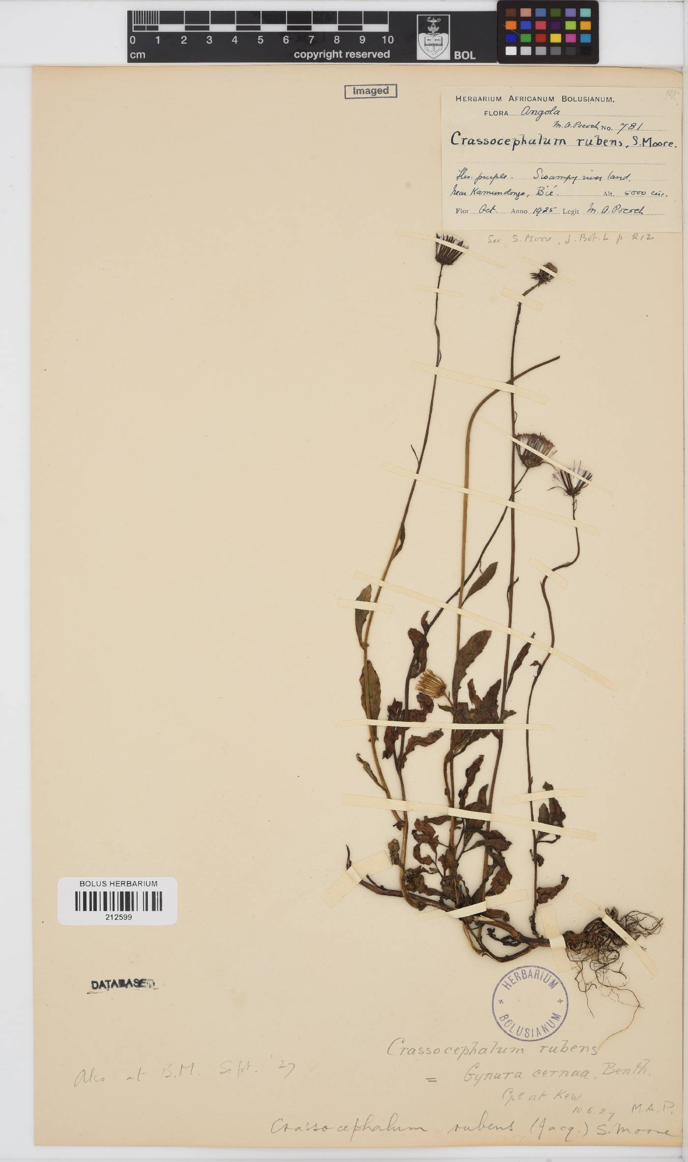 Crassocephalum rubens image