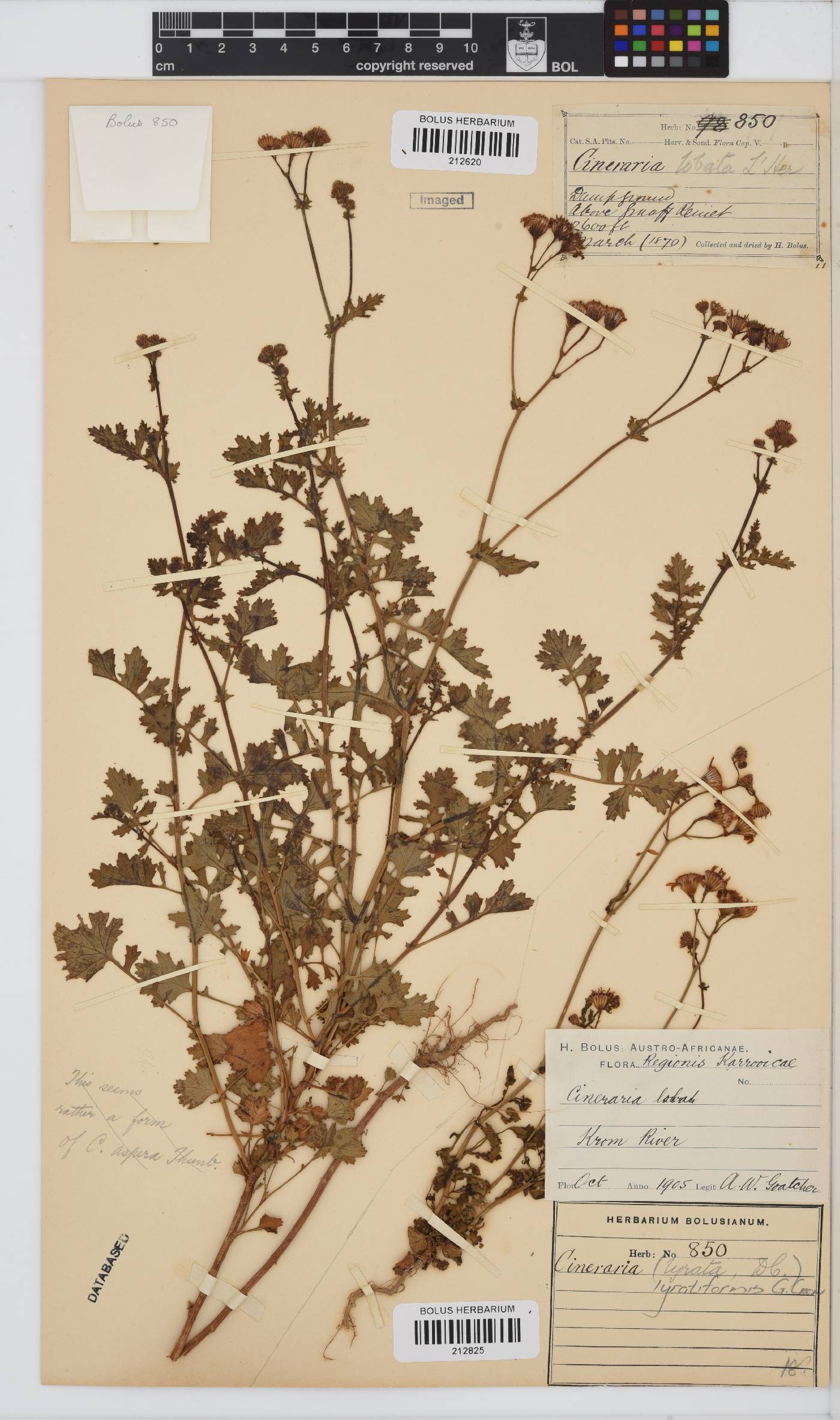 Cineraria lyratiformis image
