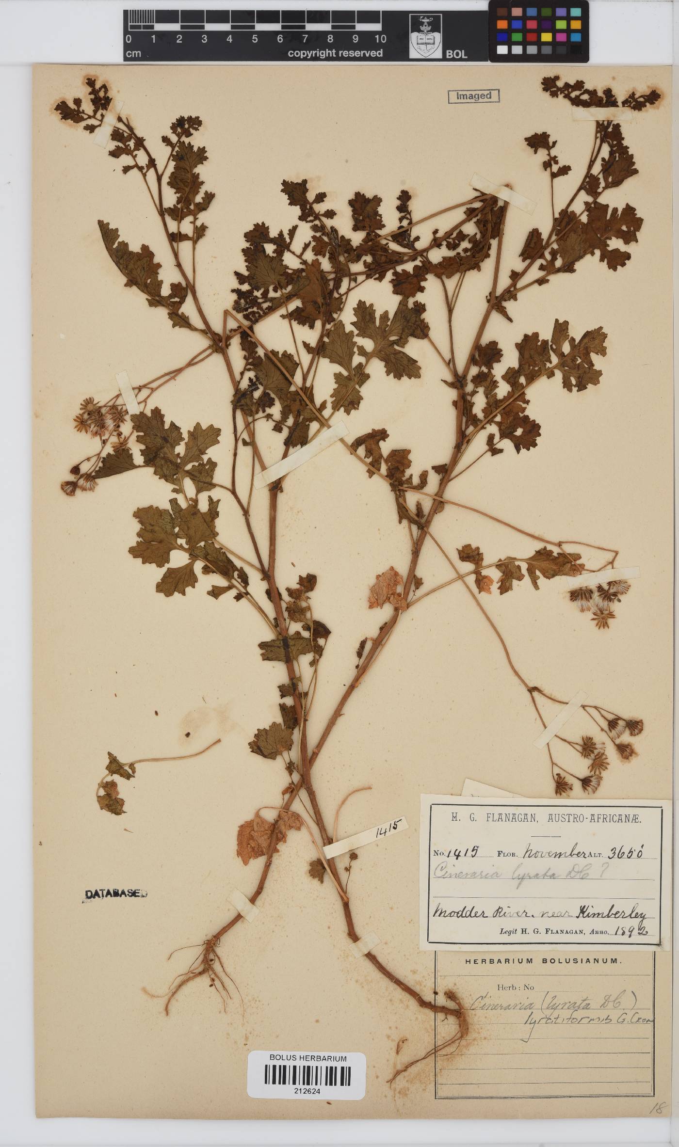 Cineraria lyratiformis image