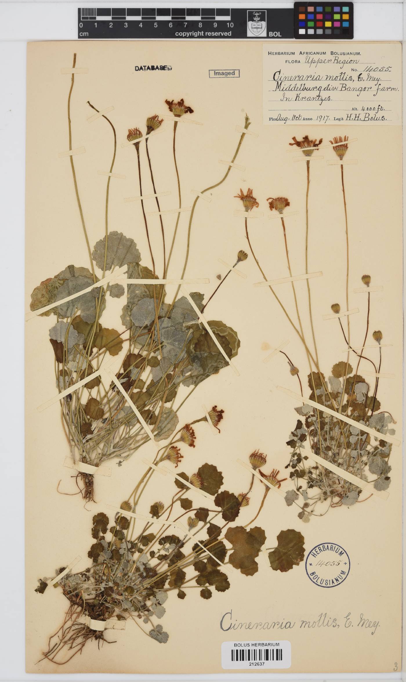 Cineraria mollis image