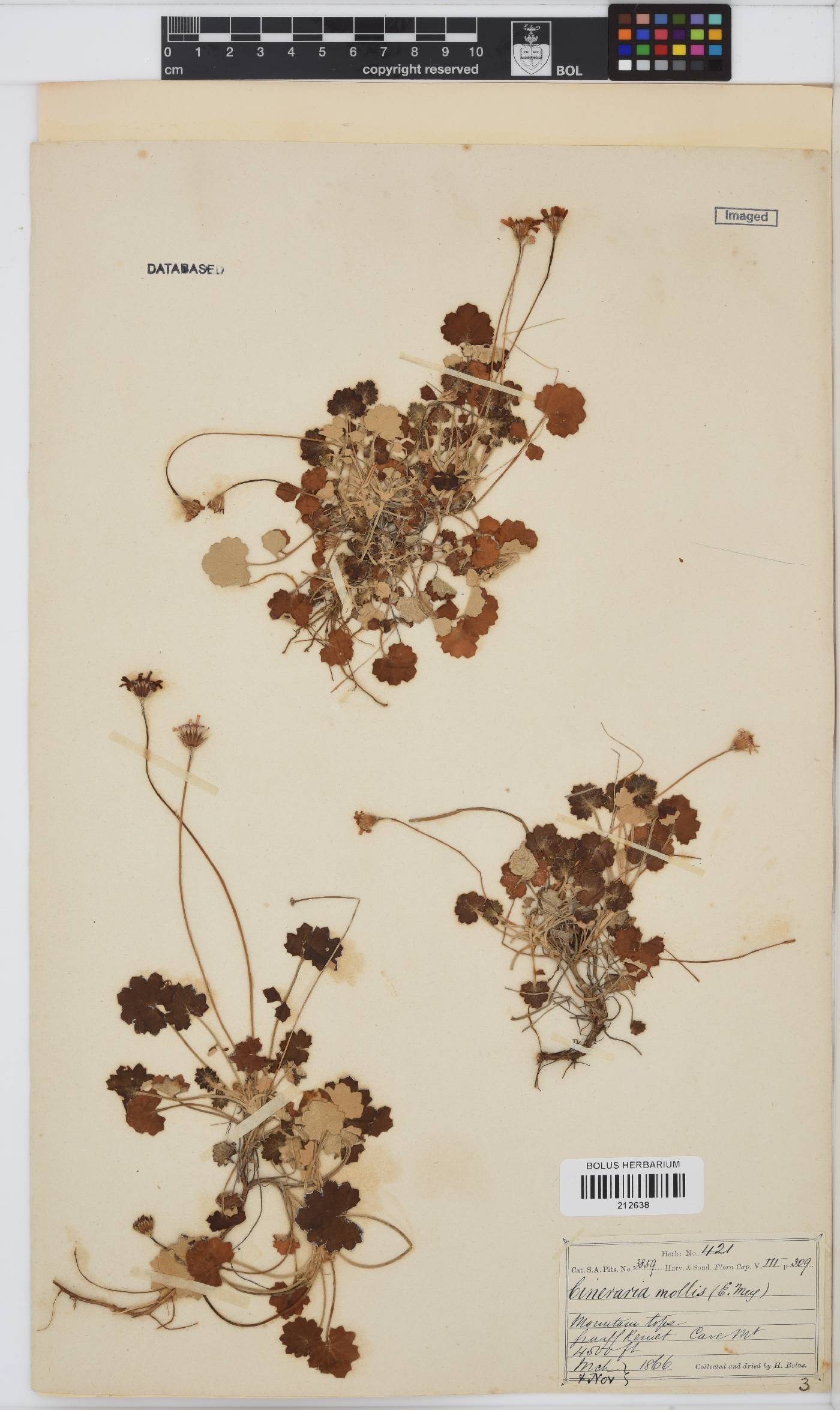 Cineraria mollis image