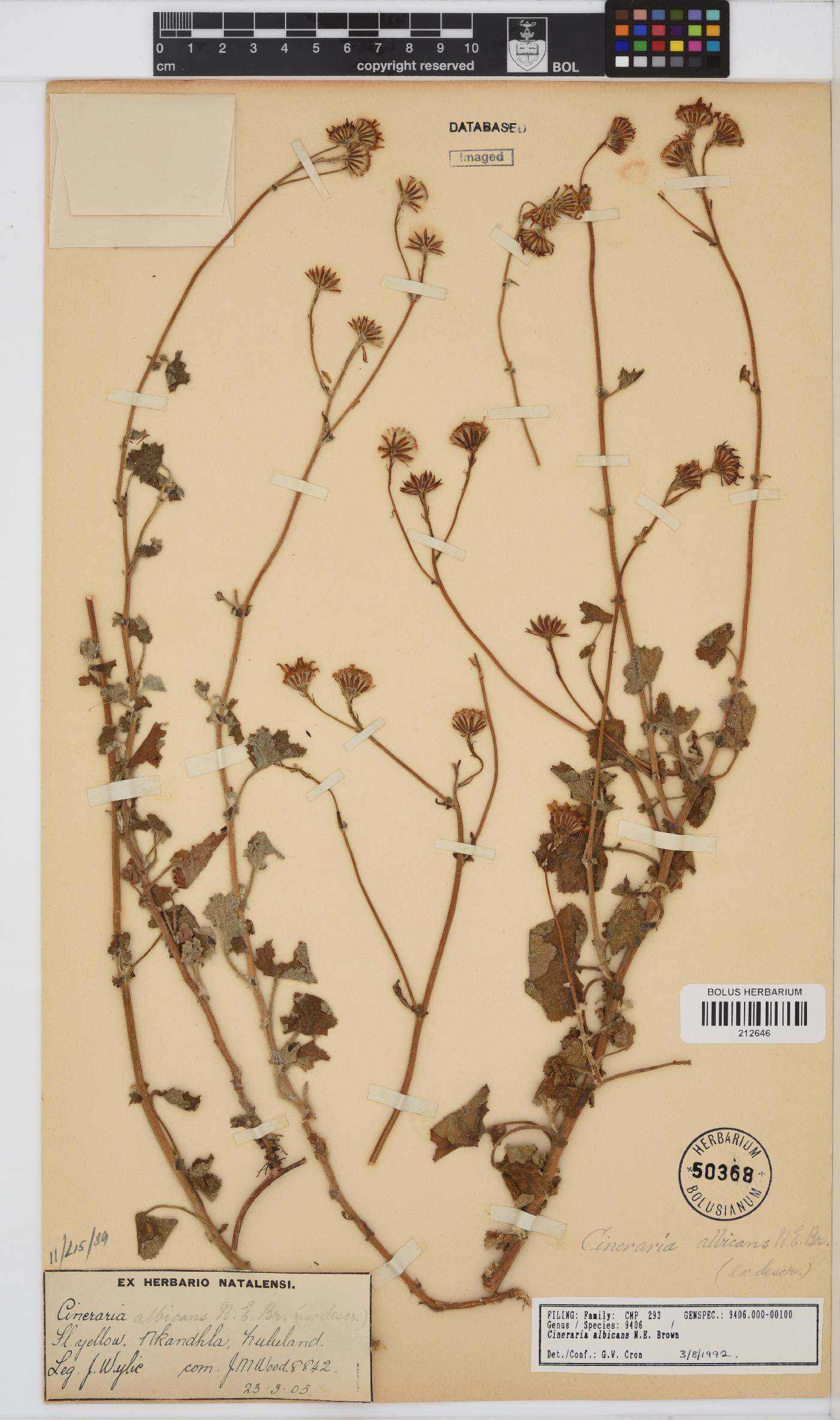 Cineraria albicans image