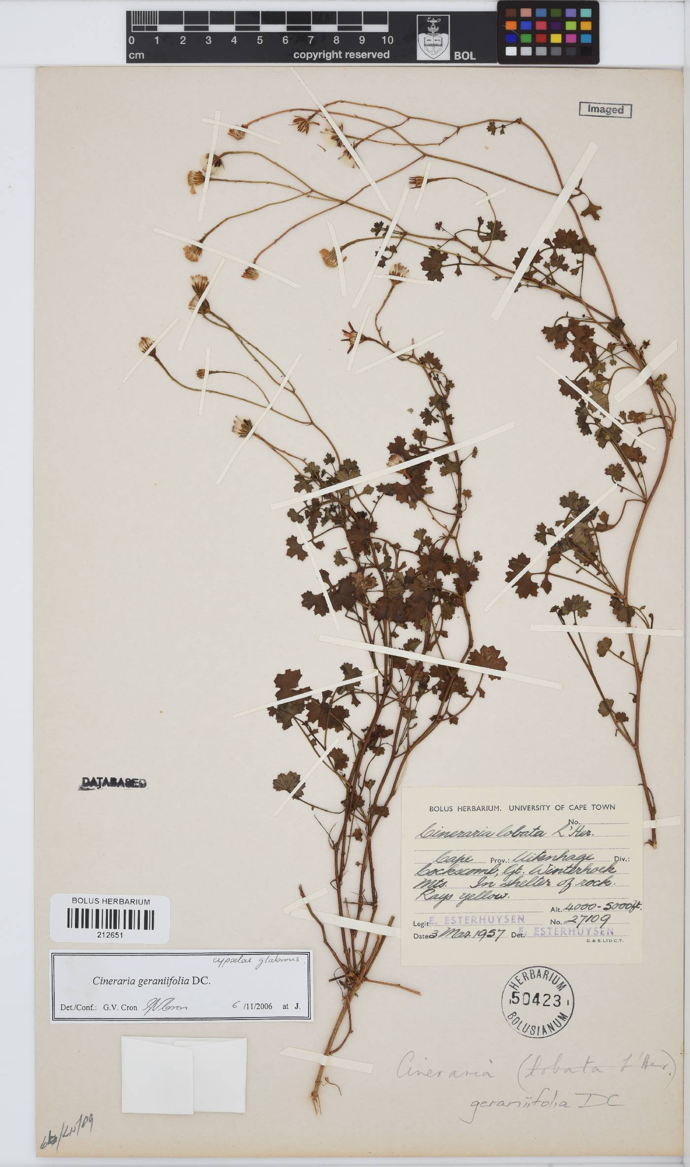 Cineraria geraniifolia image