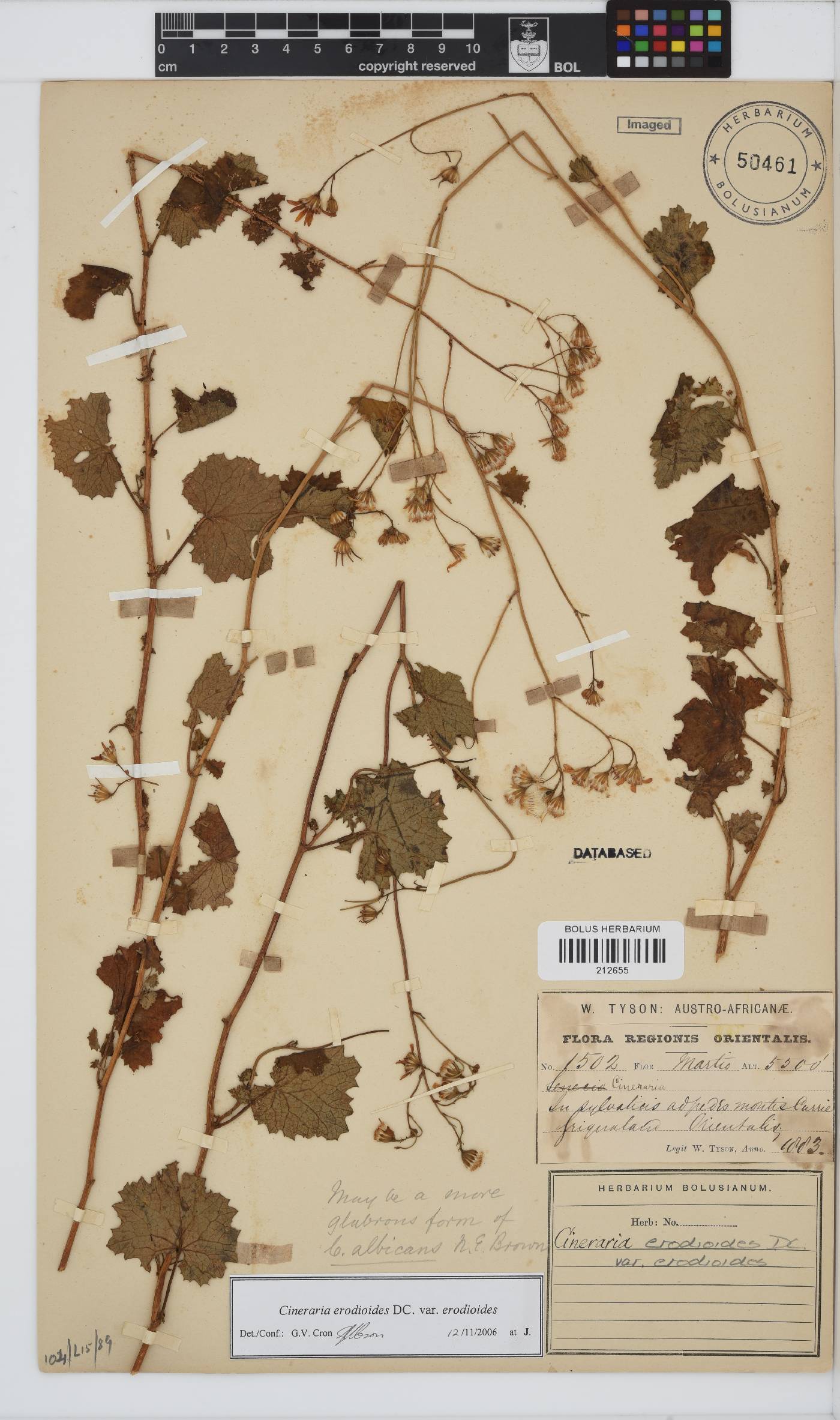 Cineraria erodioides image