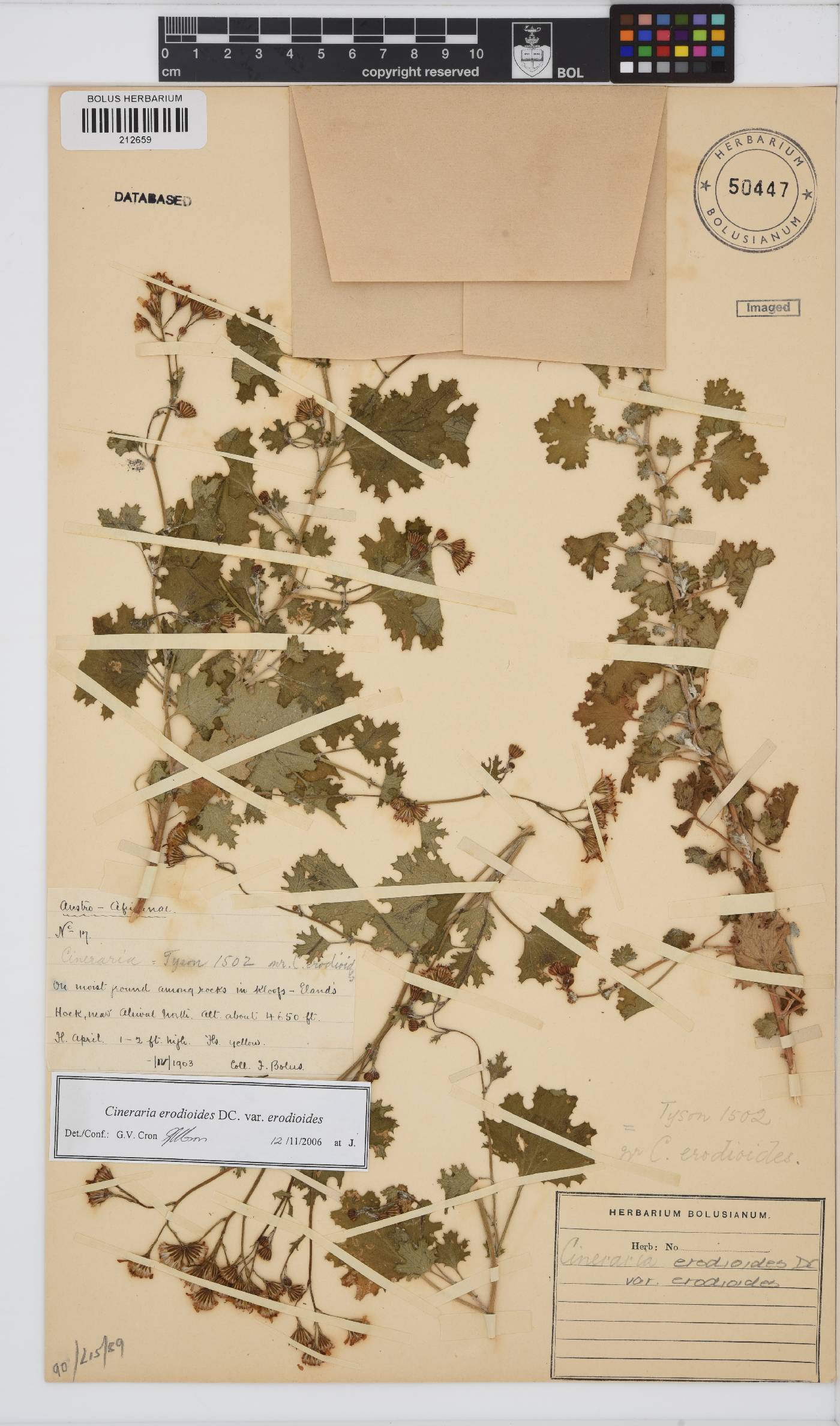 Cineraria erodioides image