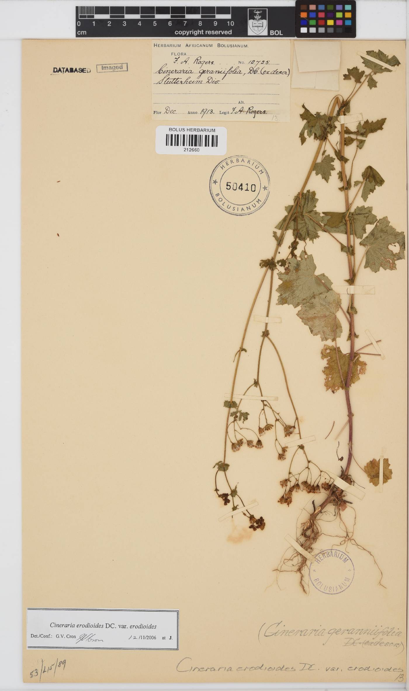 Cineraria erodioides image