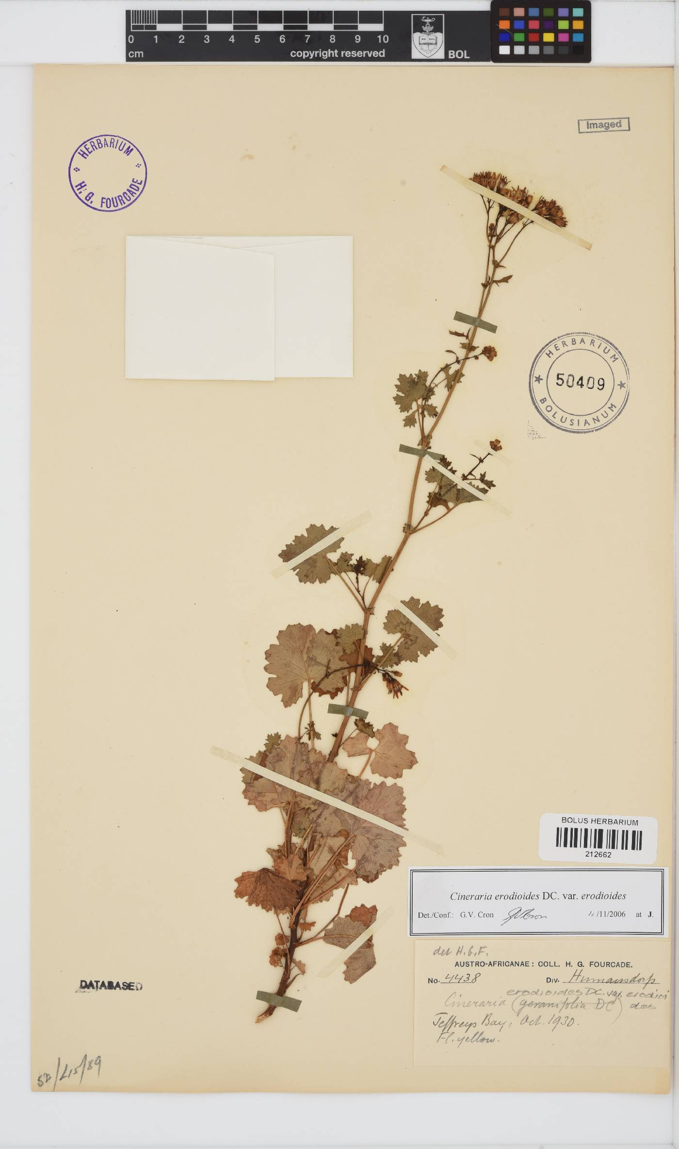 Cineraria erodioides image