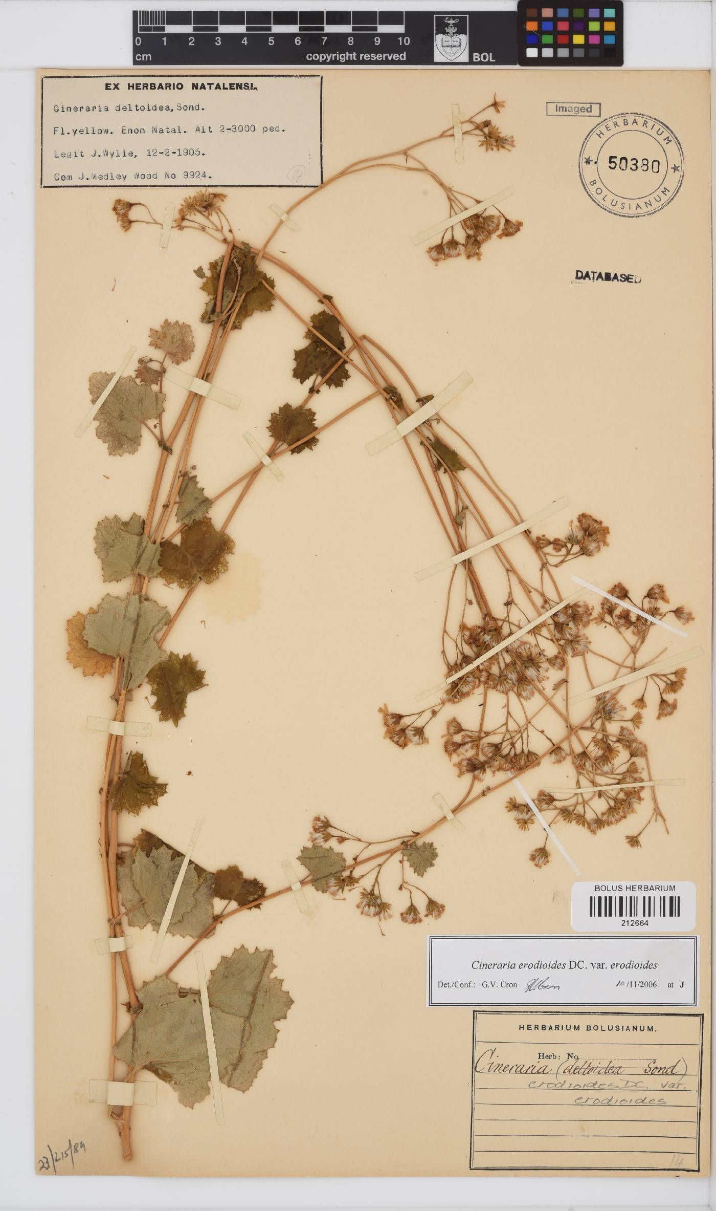 Cineraria erodioides image