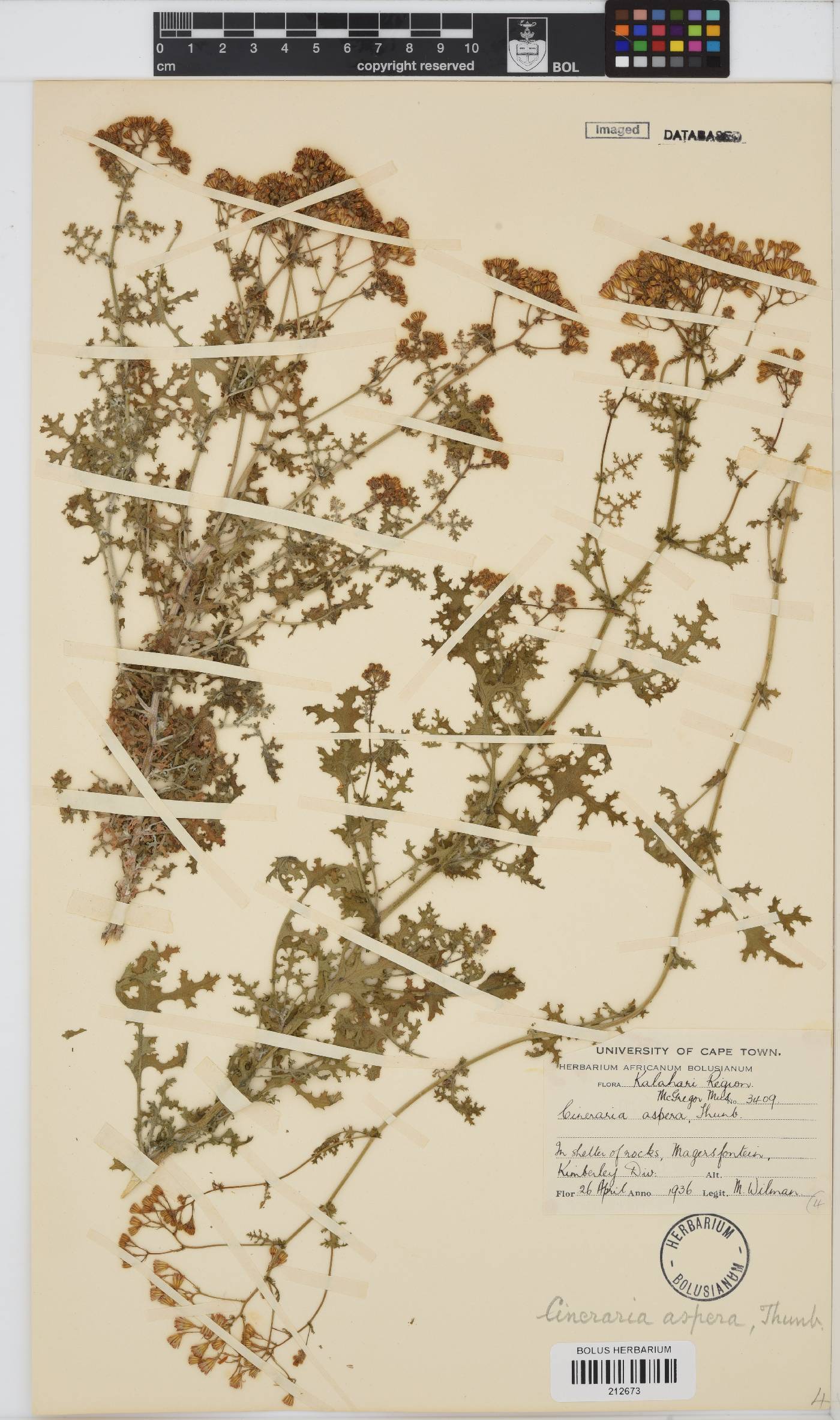 Cineraria aspera image