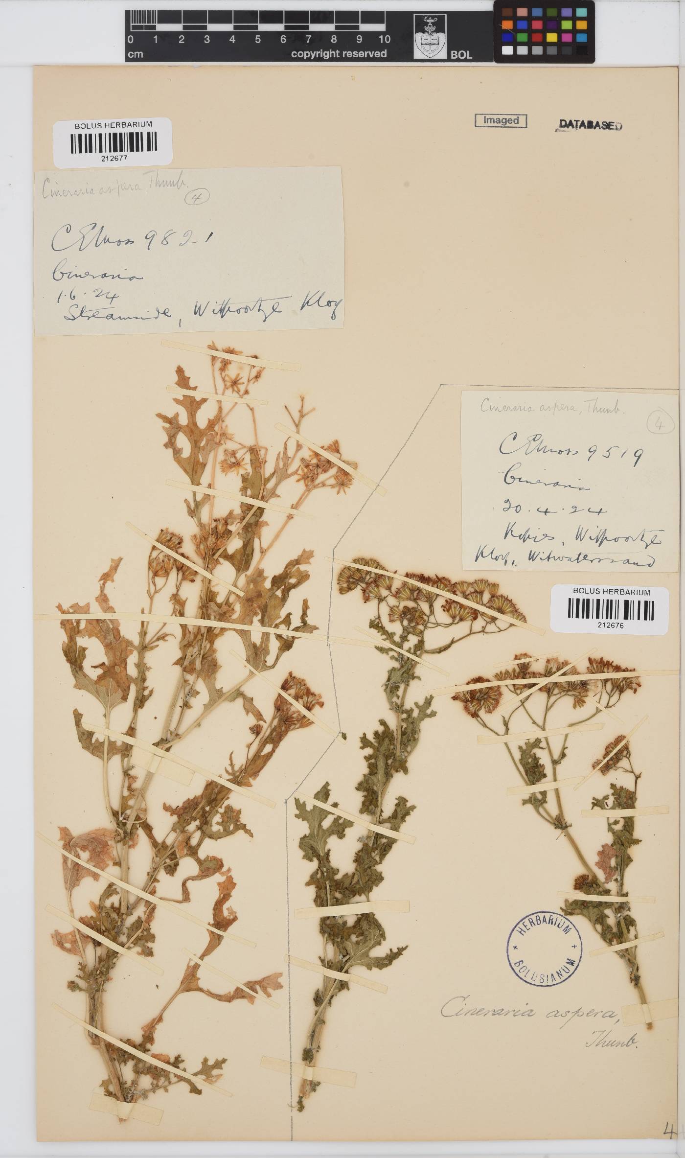 Cineraria aspera image
