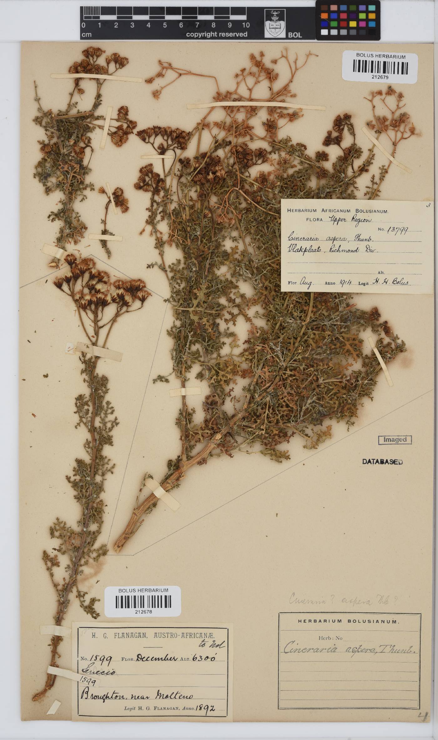 Cineraria aspera image