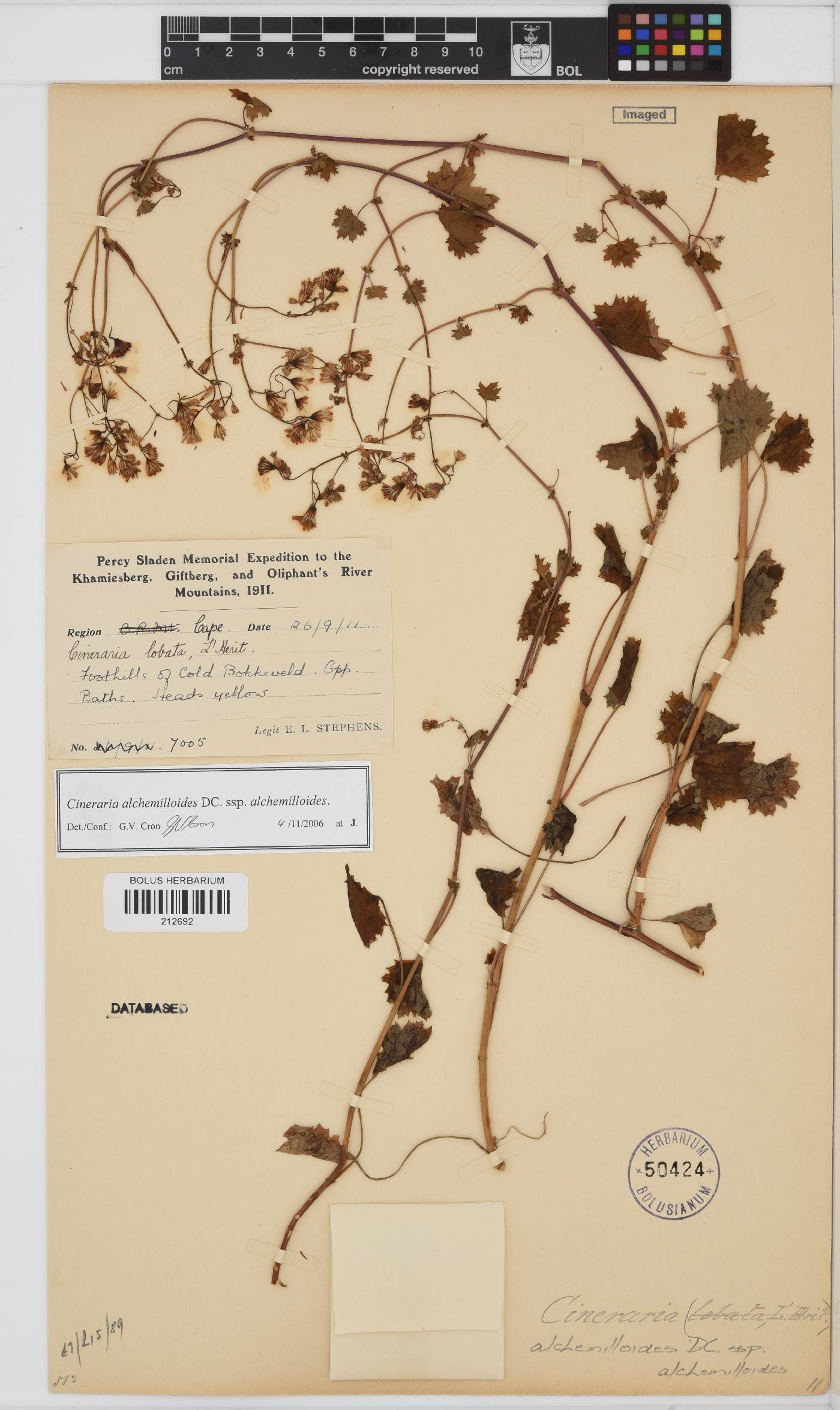 Cineraria image