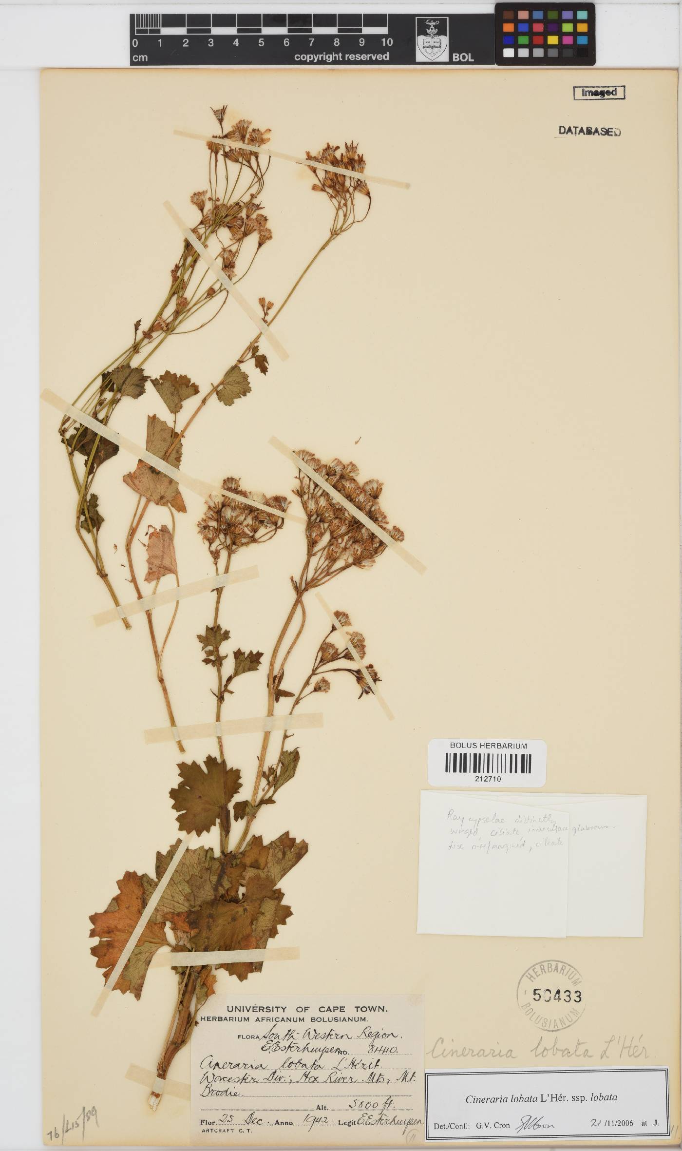 Cineraria lobata subsp. lobata image