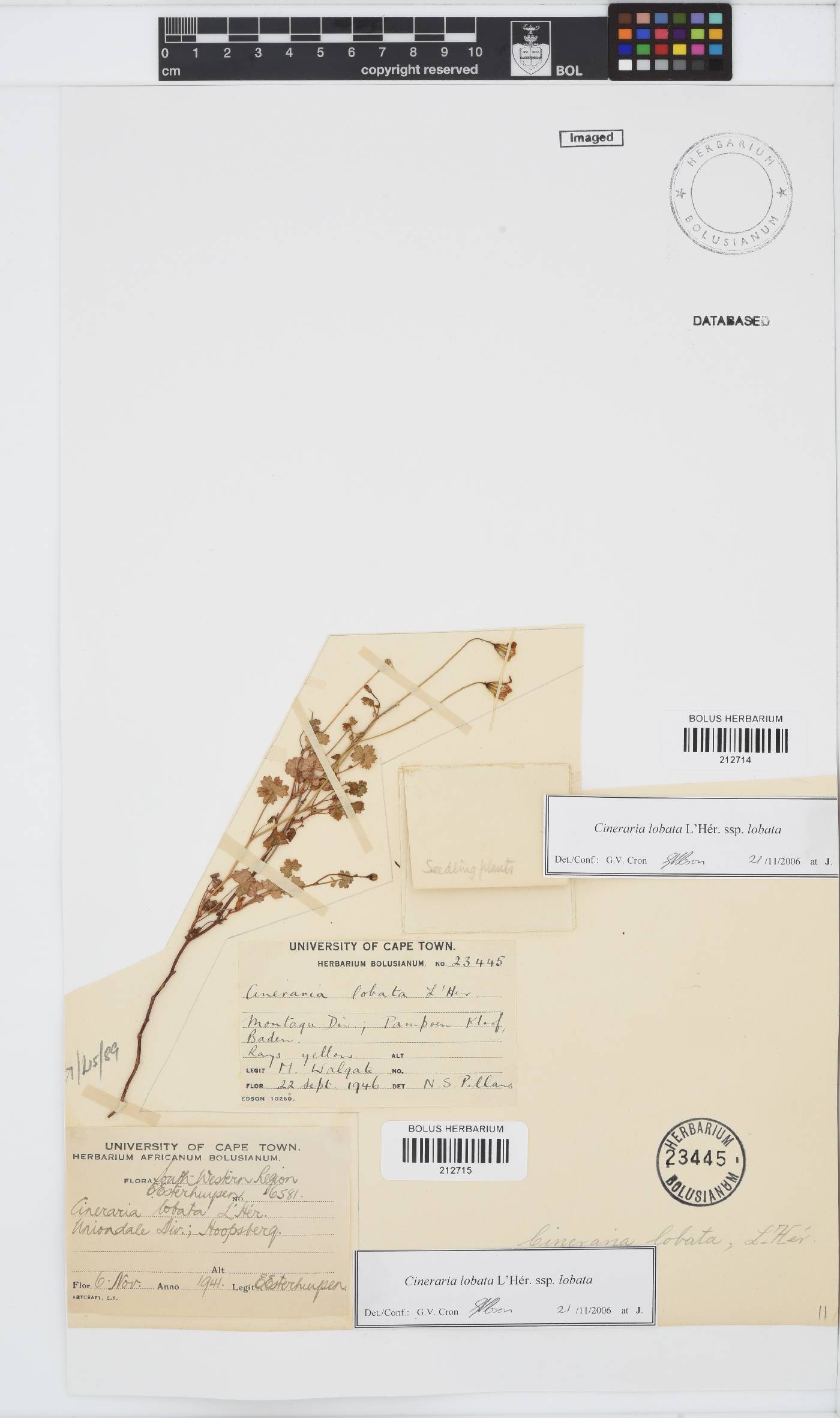 Cineraria image