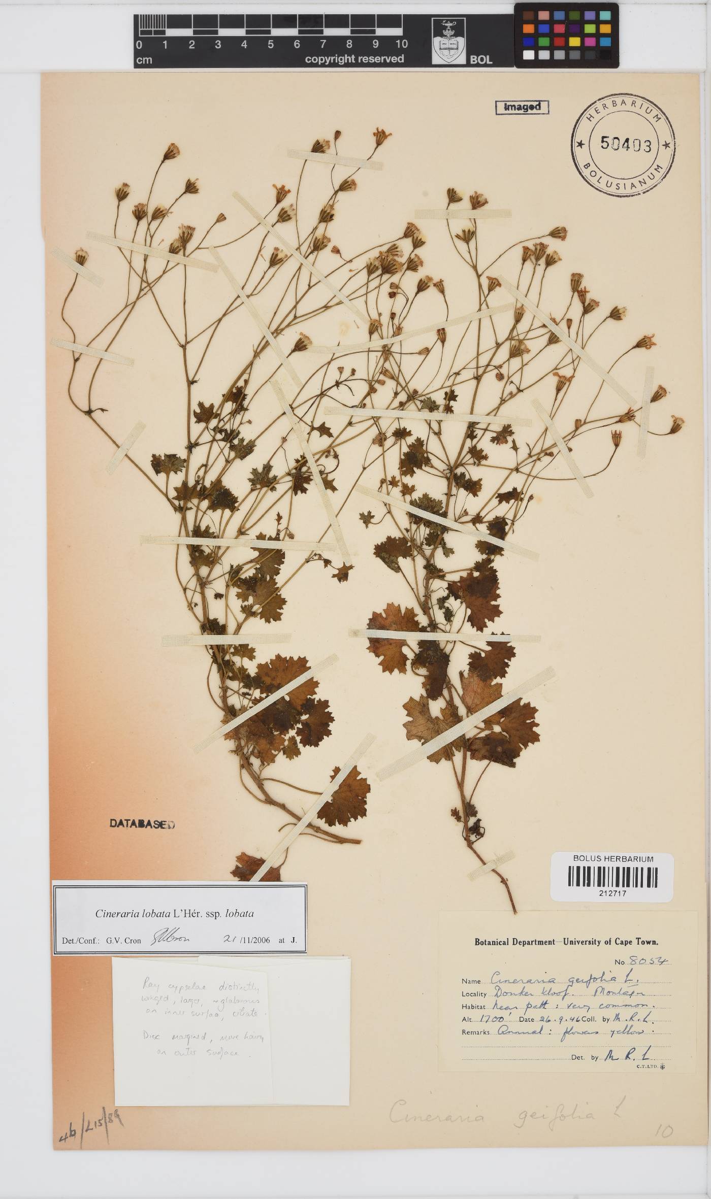 Cineraria lobata image