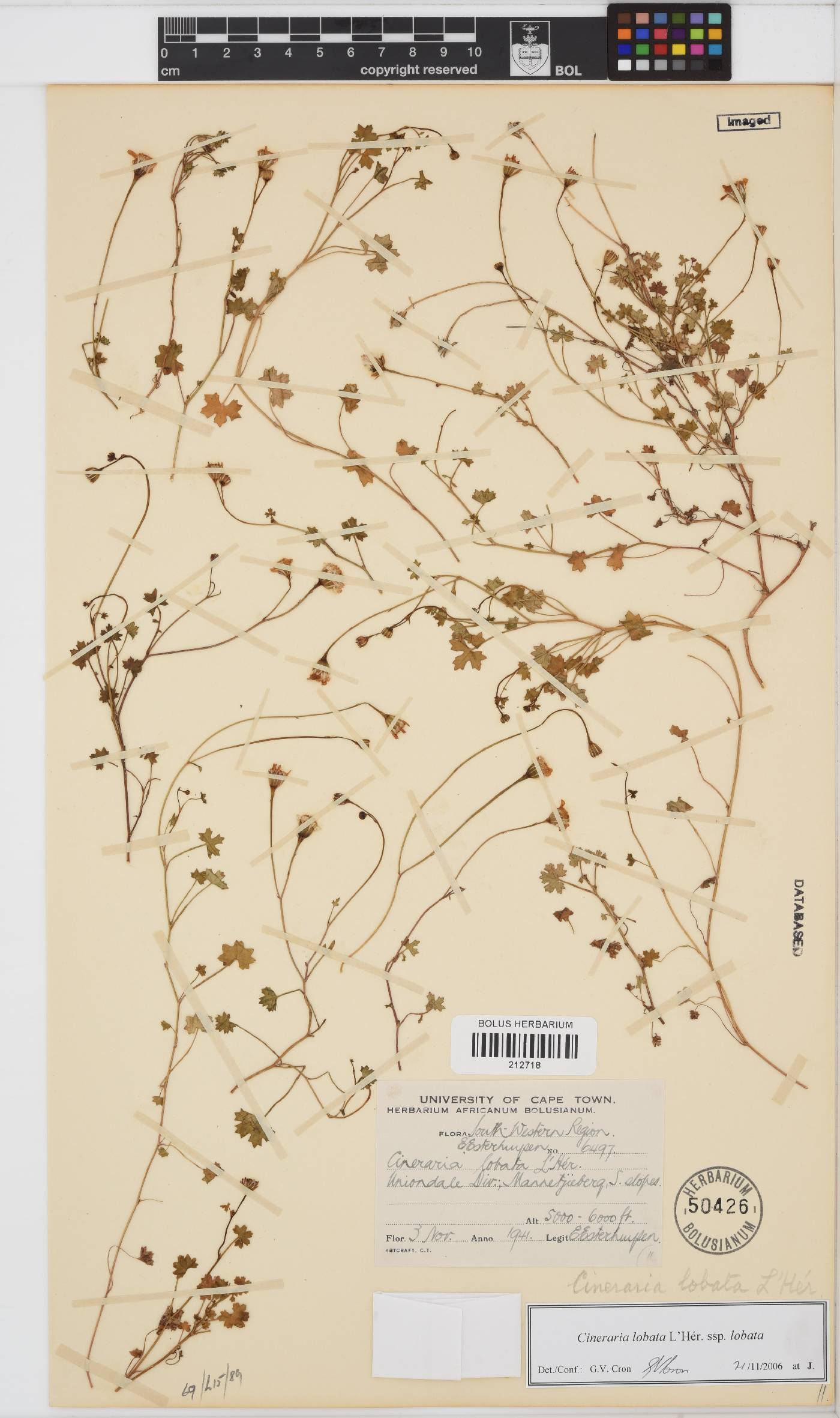 Cineraria lobata image
