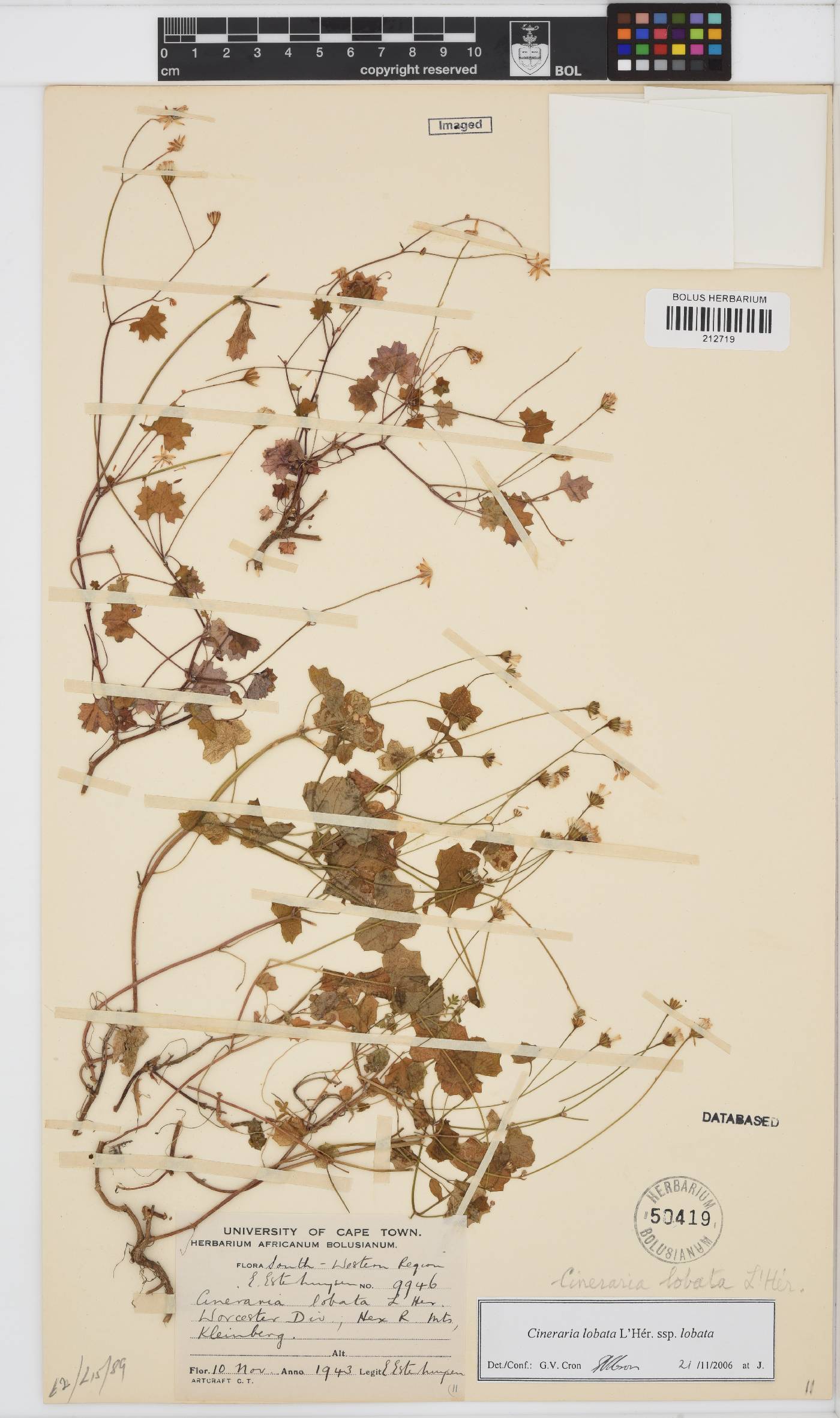 Cineraria lobata image