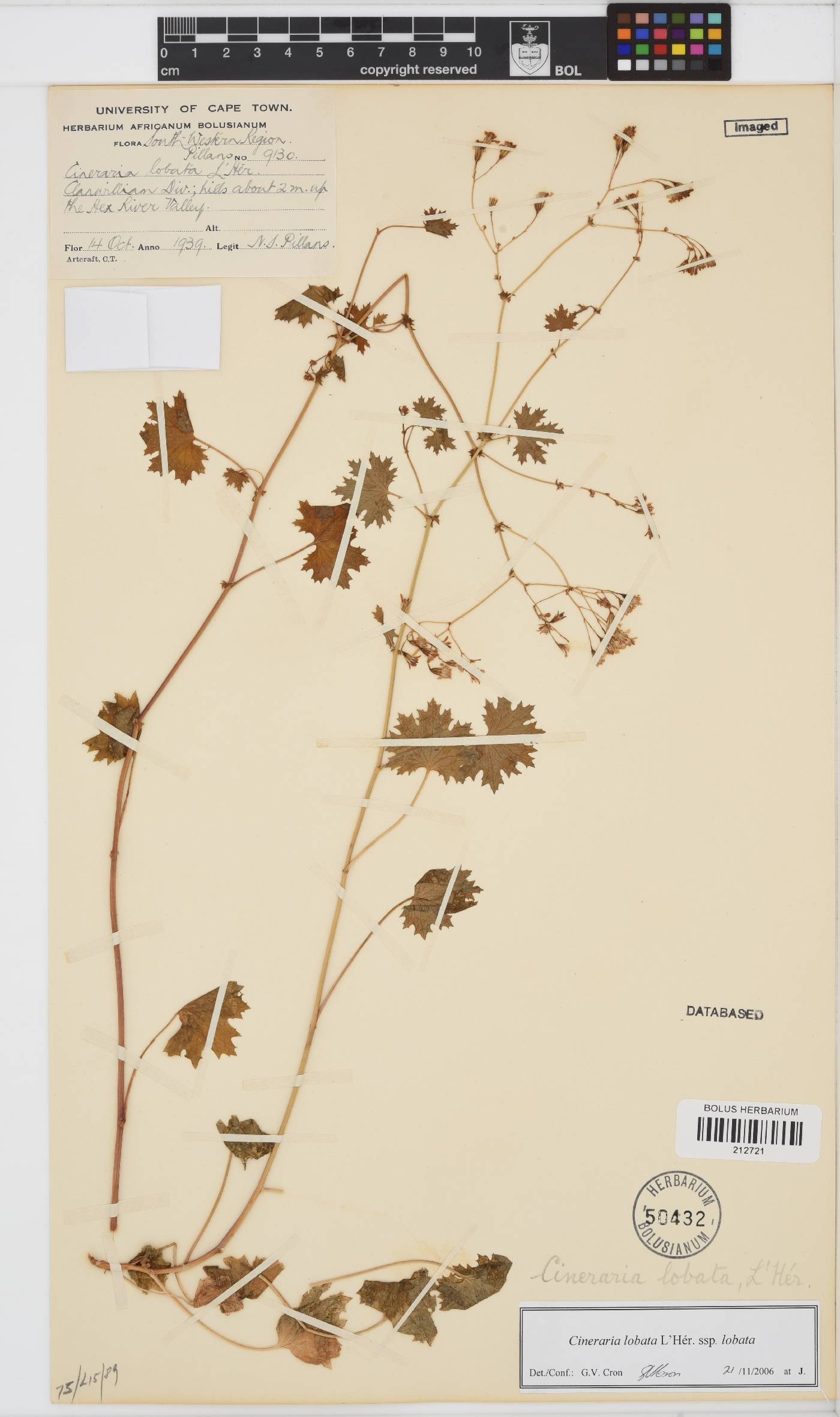 Cineraria lobata subsp. lobata image