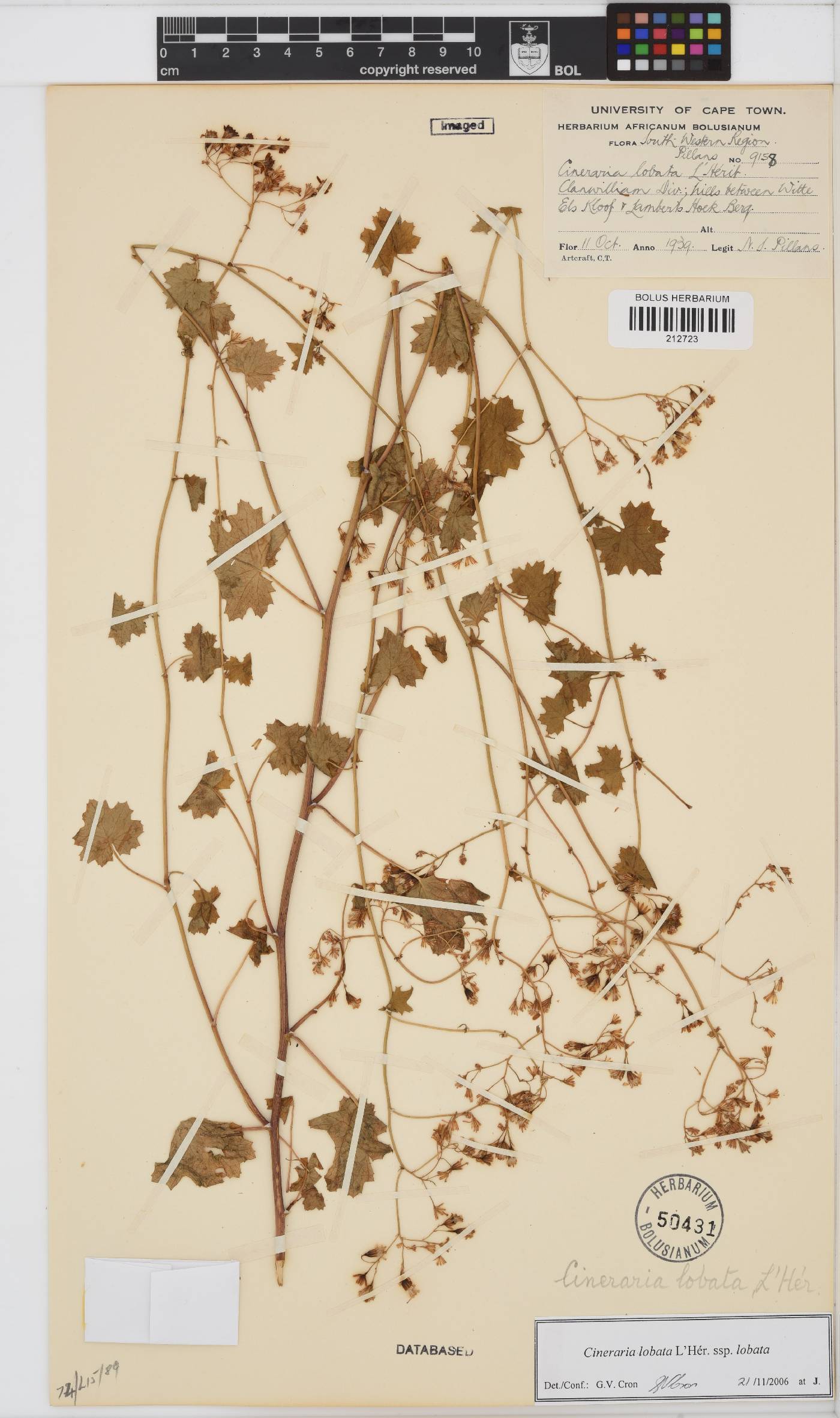 Cineraria image