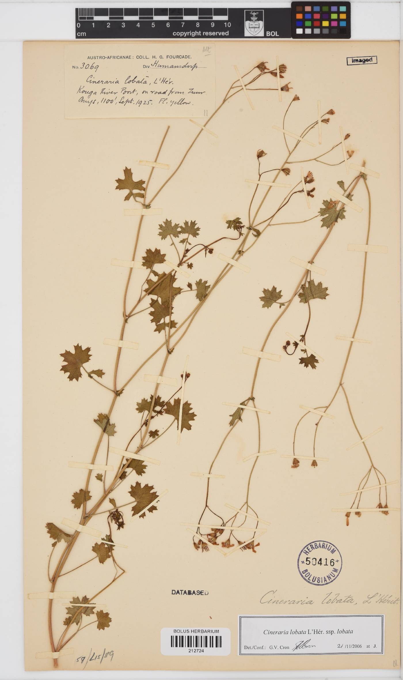 Cineraria lobata subsp. lobata image