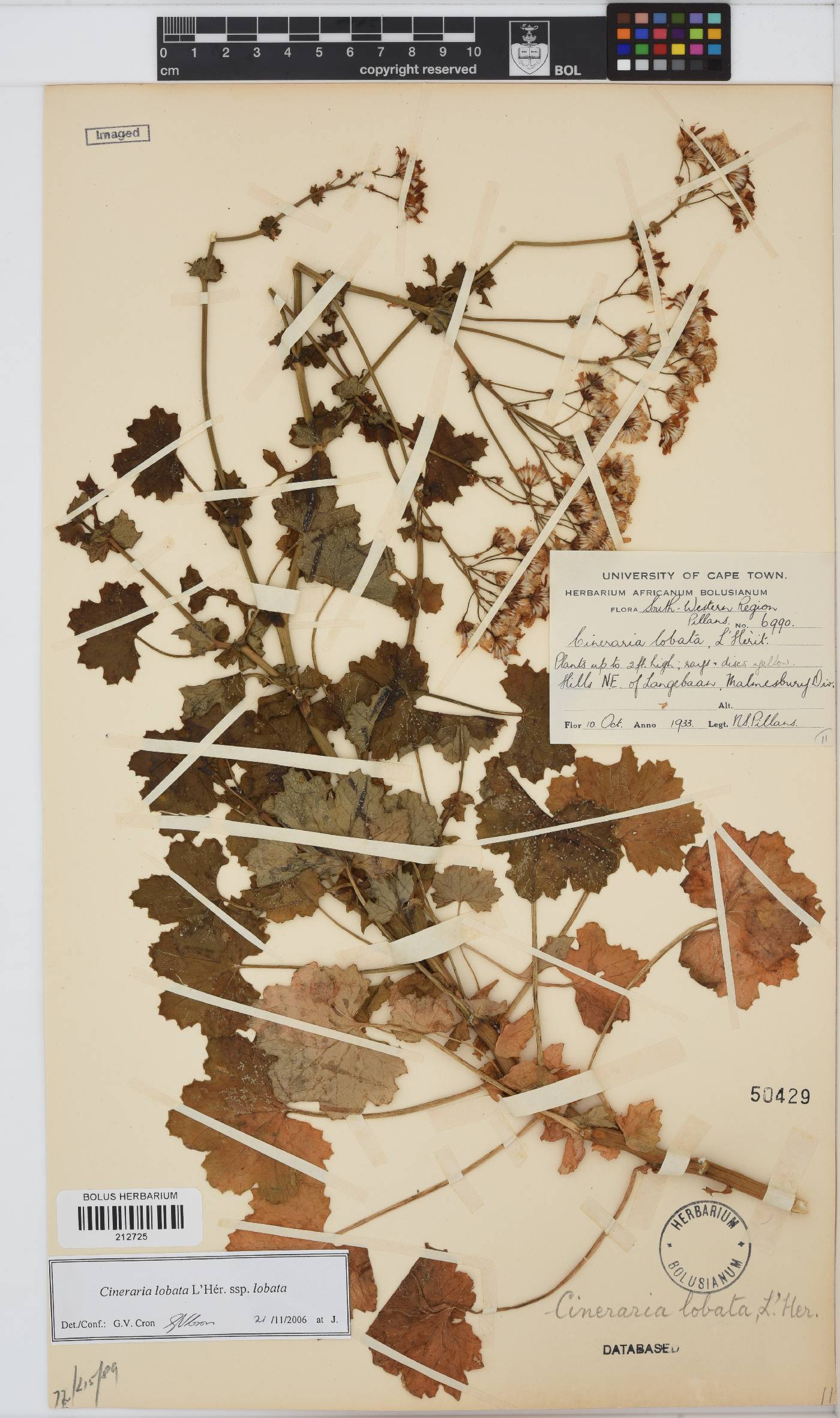 Cineraria lobata subsp. lobata image