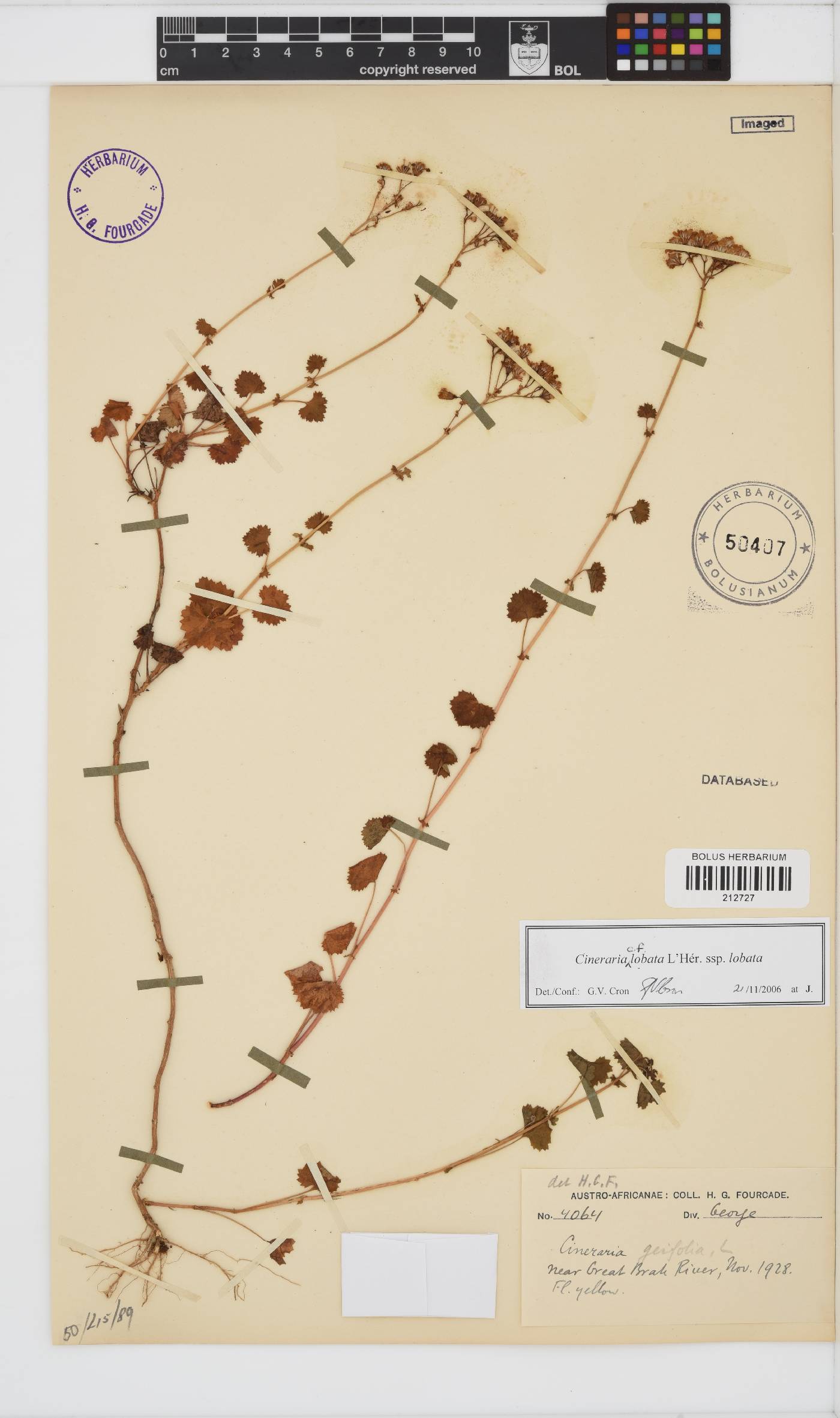 Cineraria lobata subsp. lobata image
