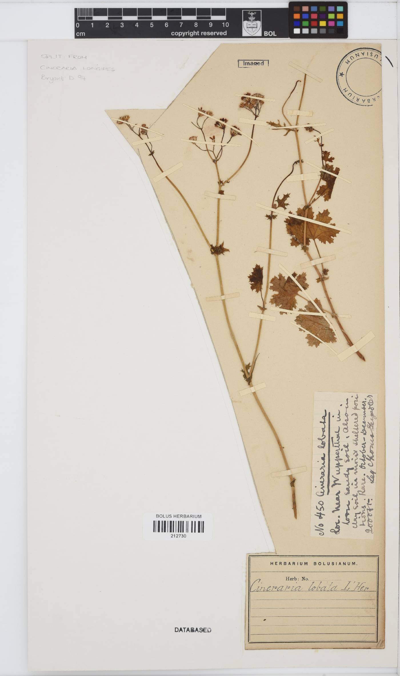 Cineraria image