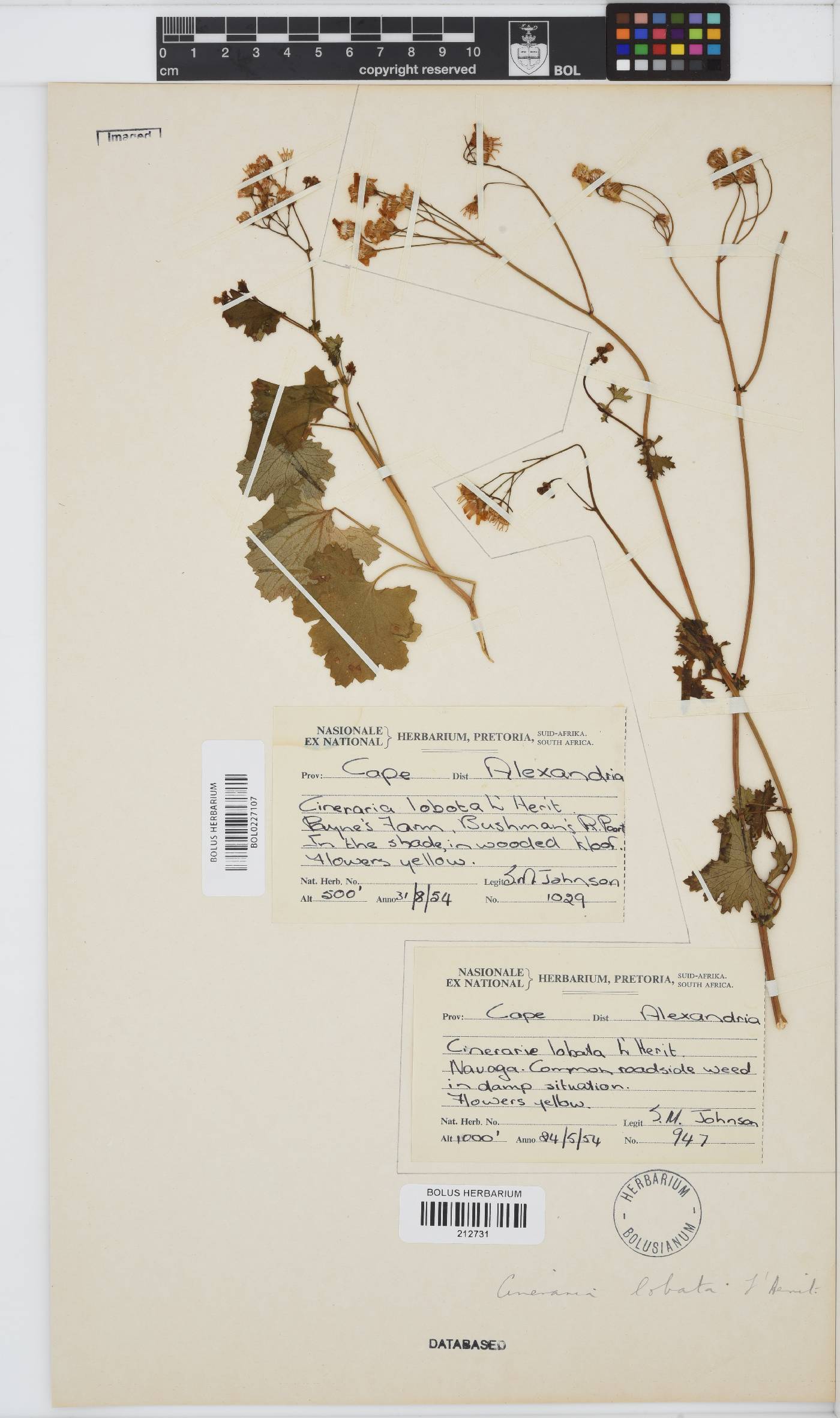 Cineraria lobata subsp. lobata image