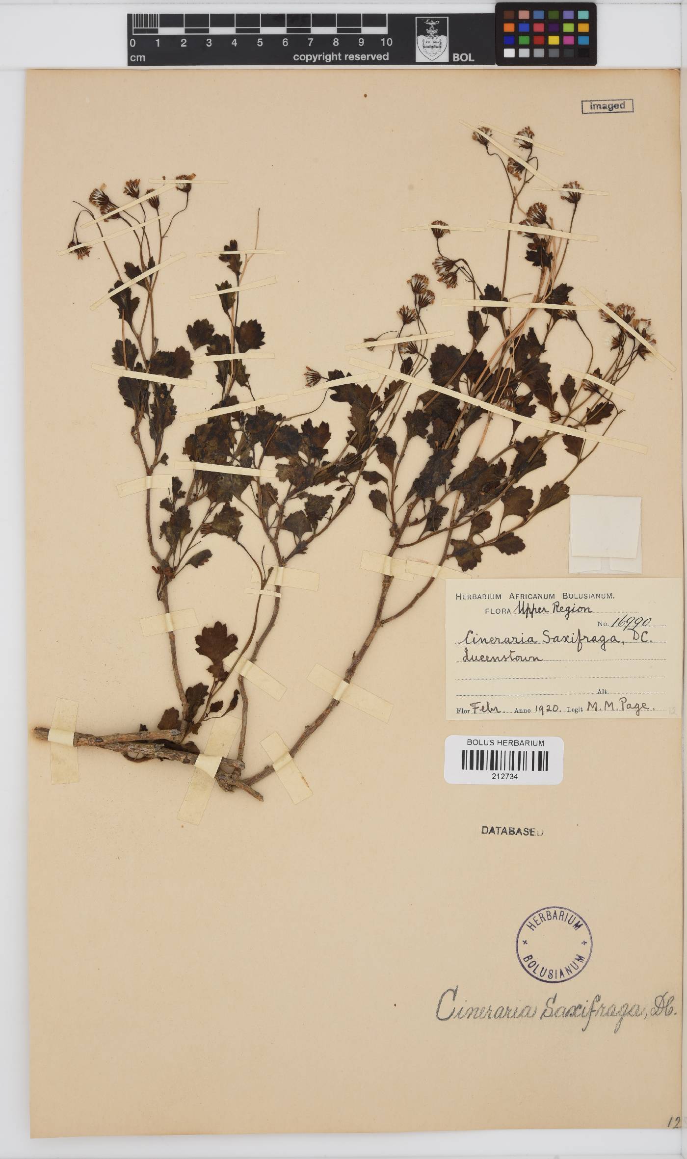 Cineraria saxifraga image