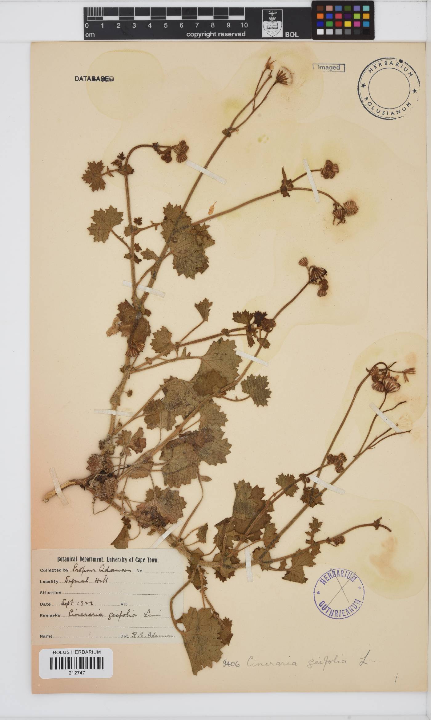 Cineraria geifolia image