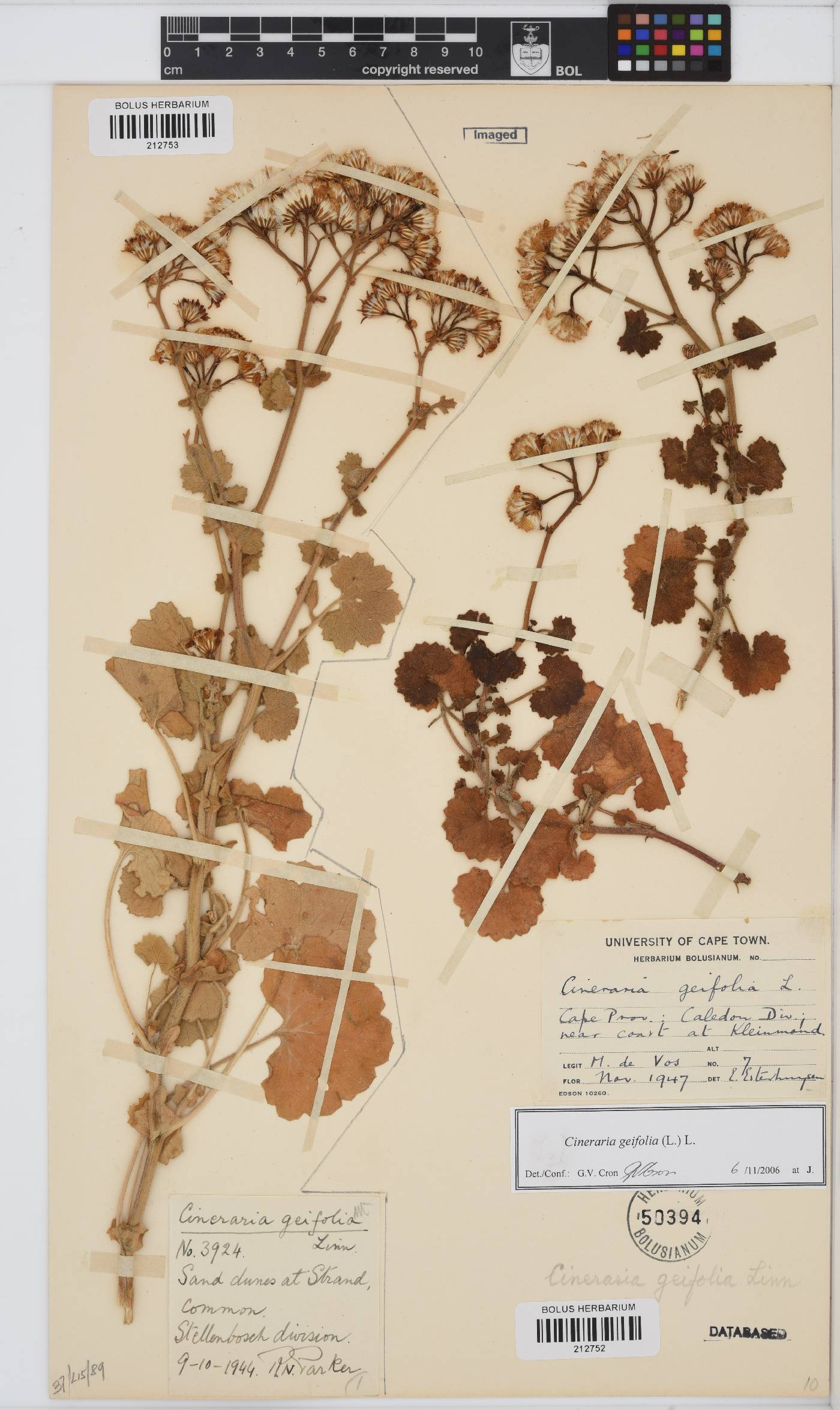 Cineraria geifolia image
