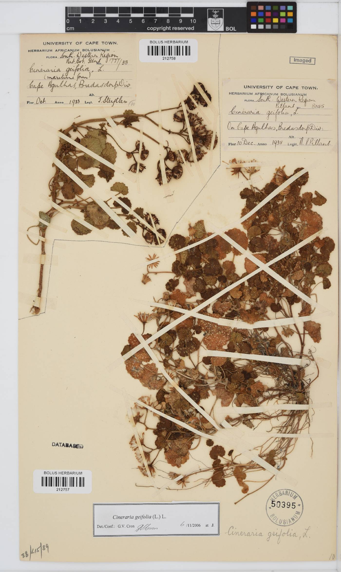 Cineraria geifolia image