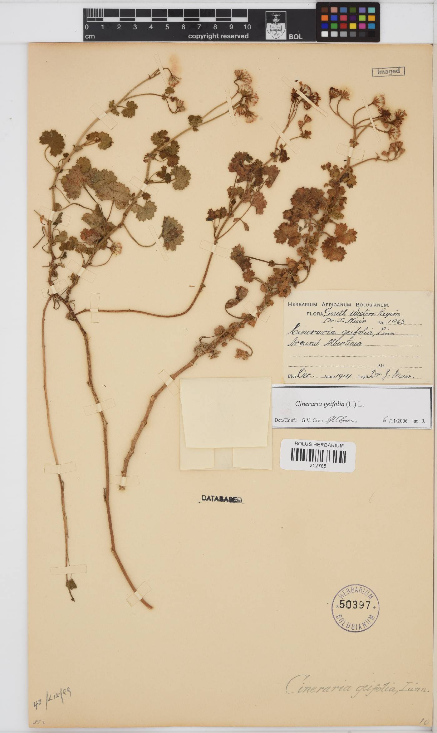 Cineraria geifolia image