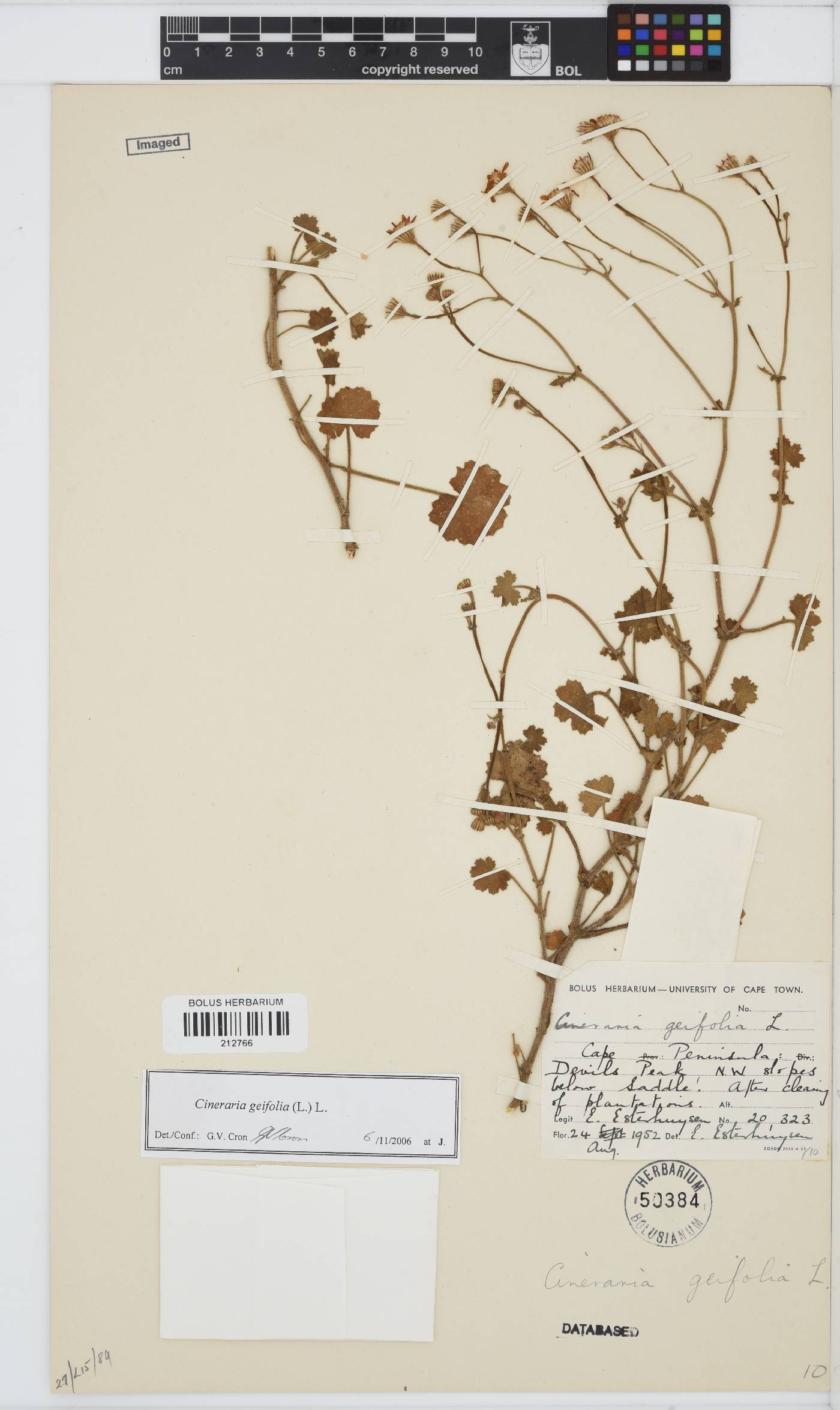 Cineraria geifolia image