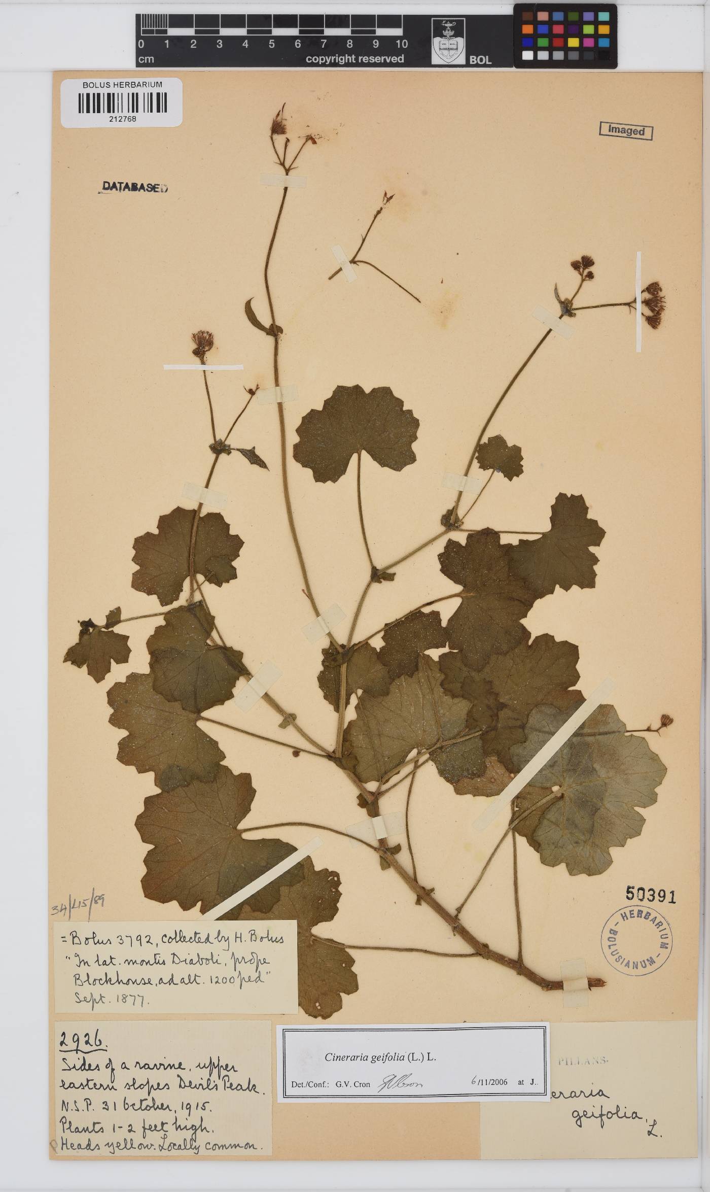 Cineraria geifolia image