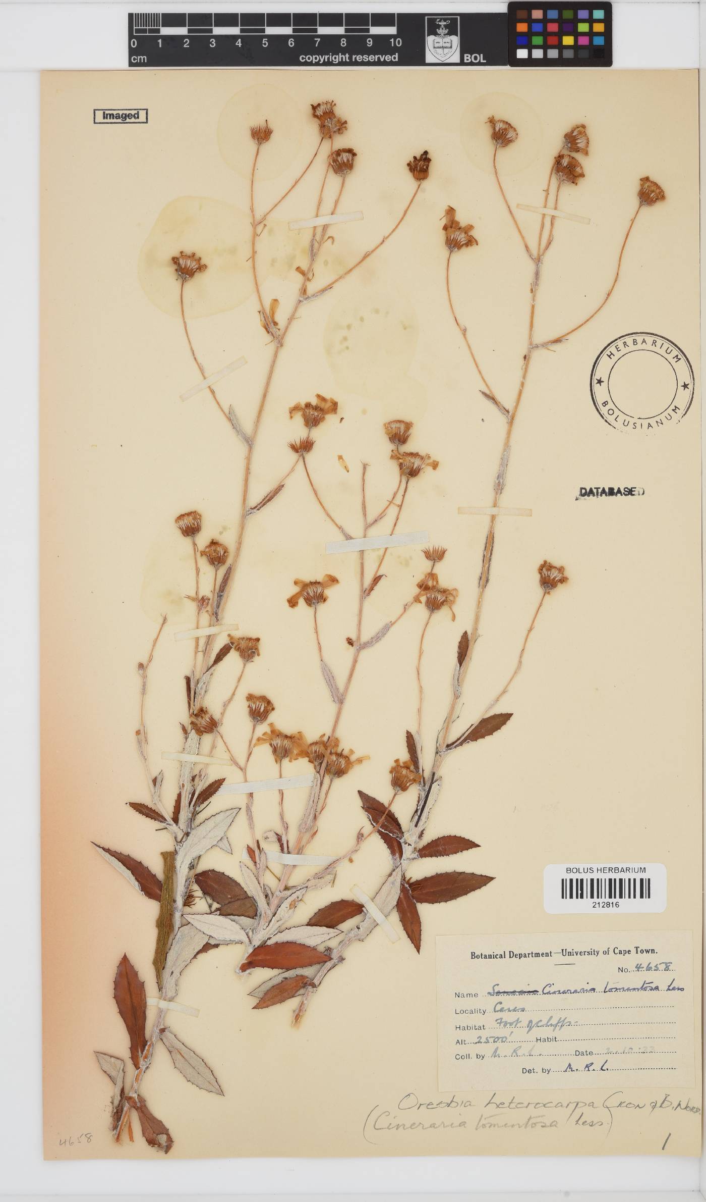 Oresbia heterocarpa image