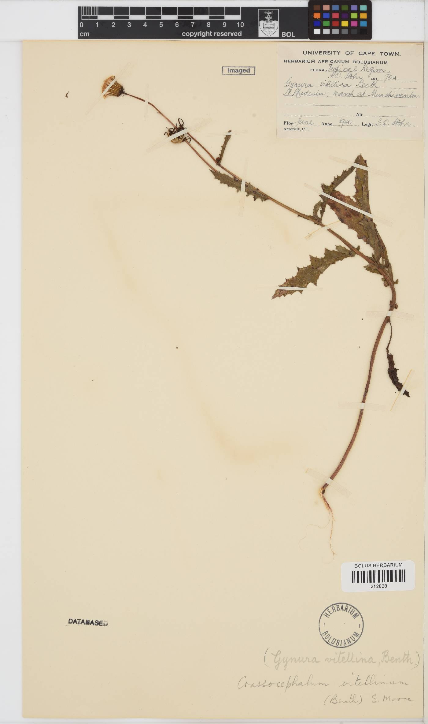 Crassocephalum vitellinum image