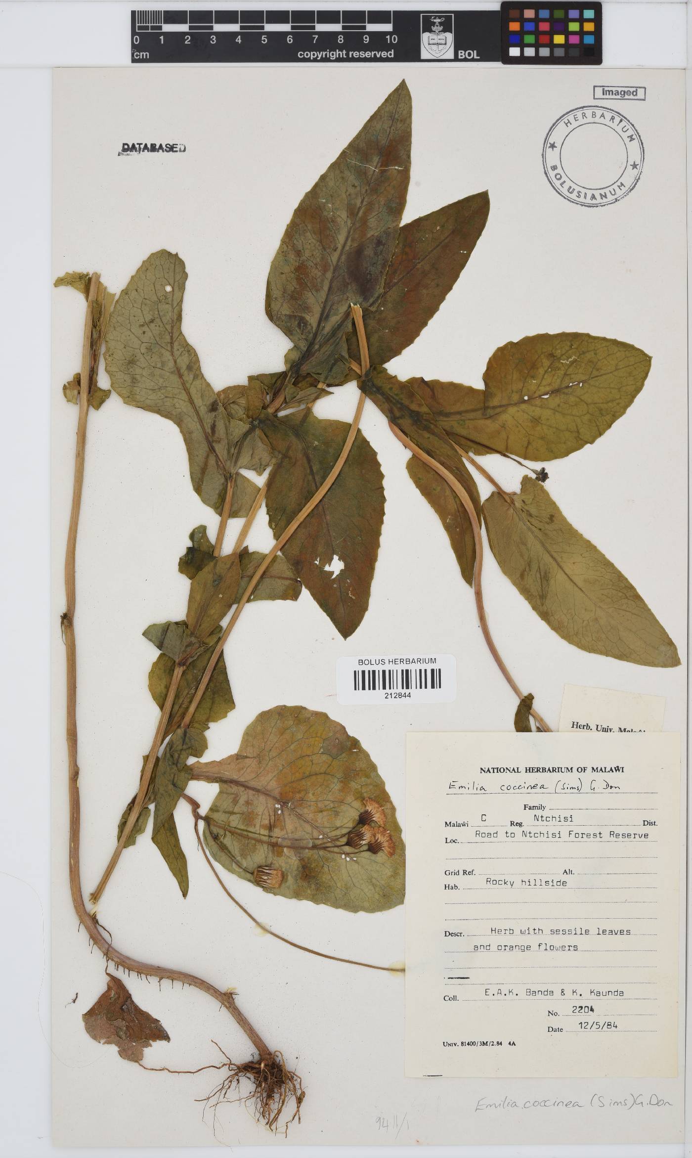 Emilia coccinea image