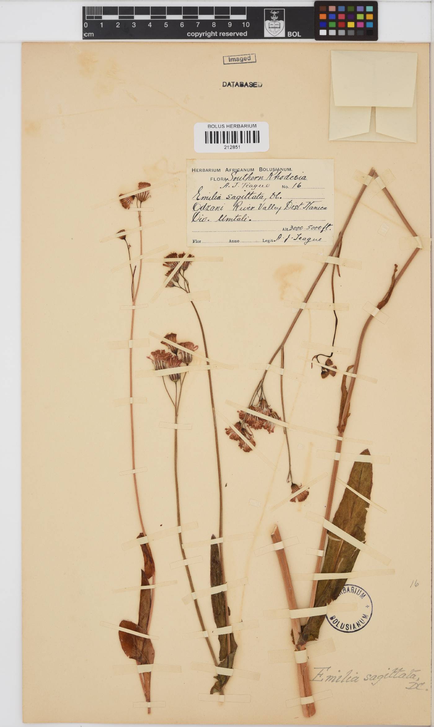 Emilia coccinea image