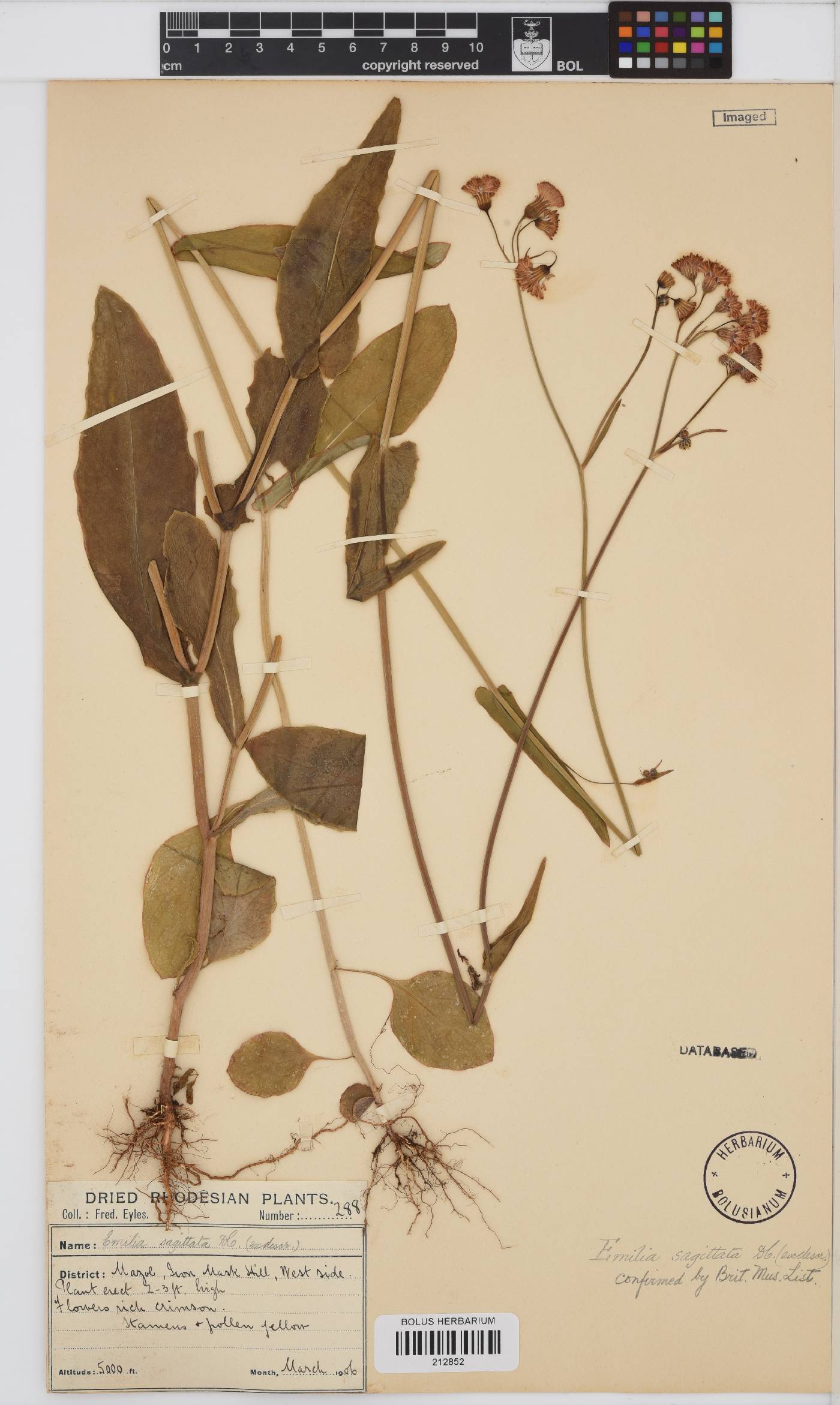 Emilia coccinea image