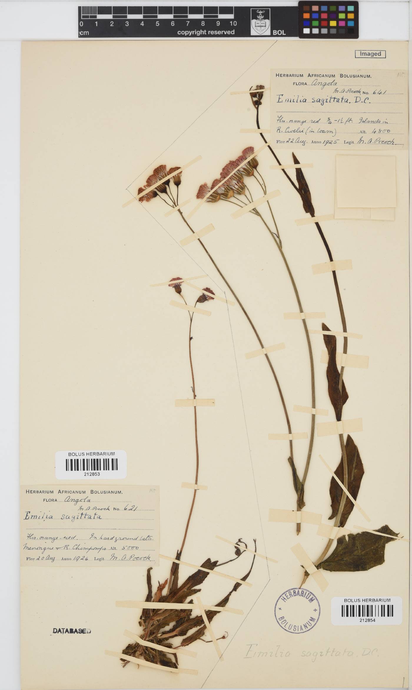 Emilia coccinea image