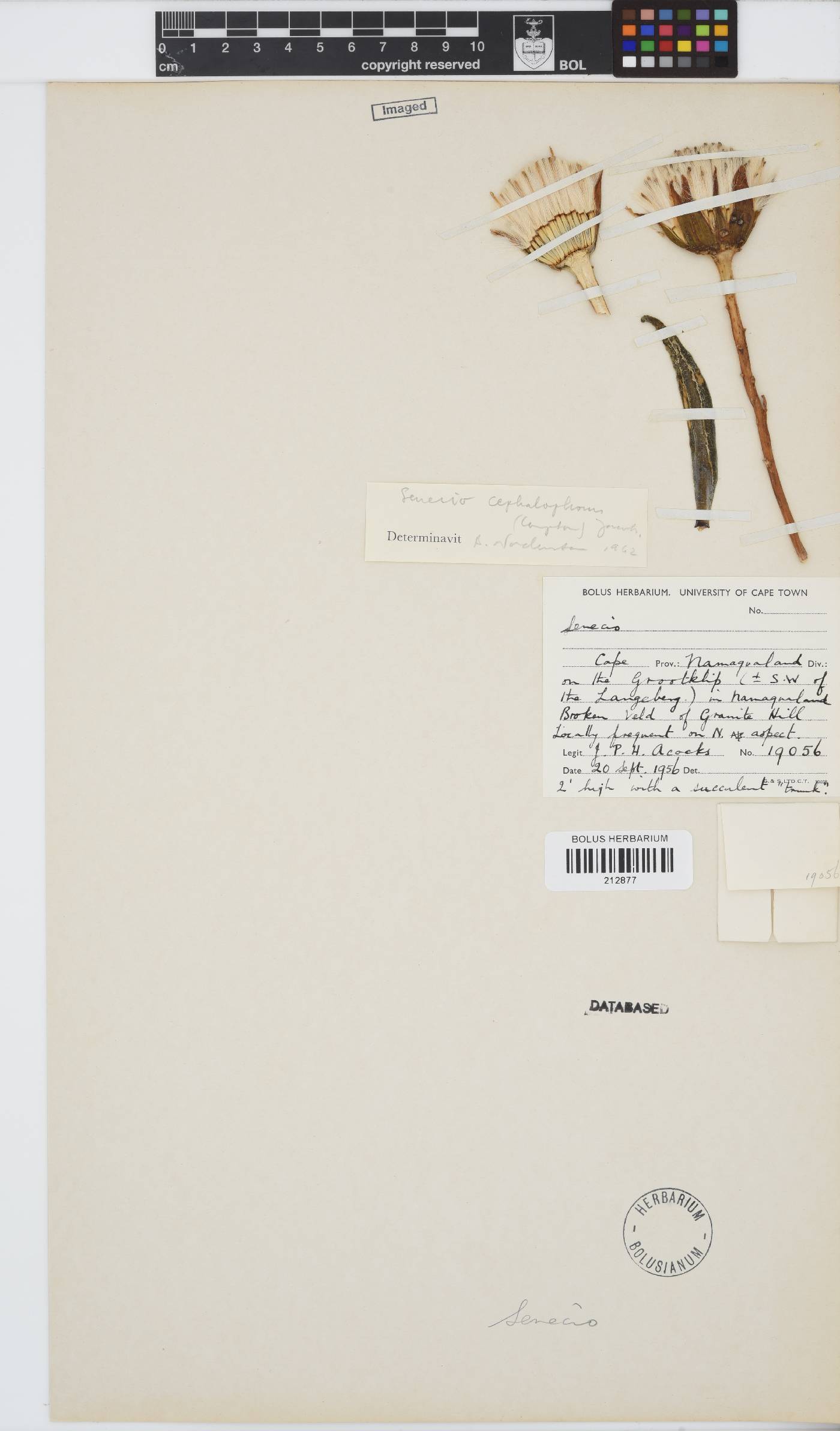 Kleinia cephalophora image