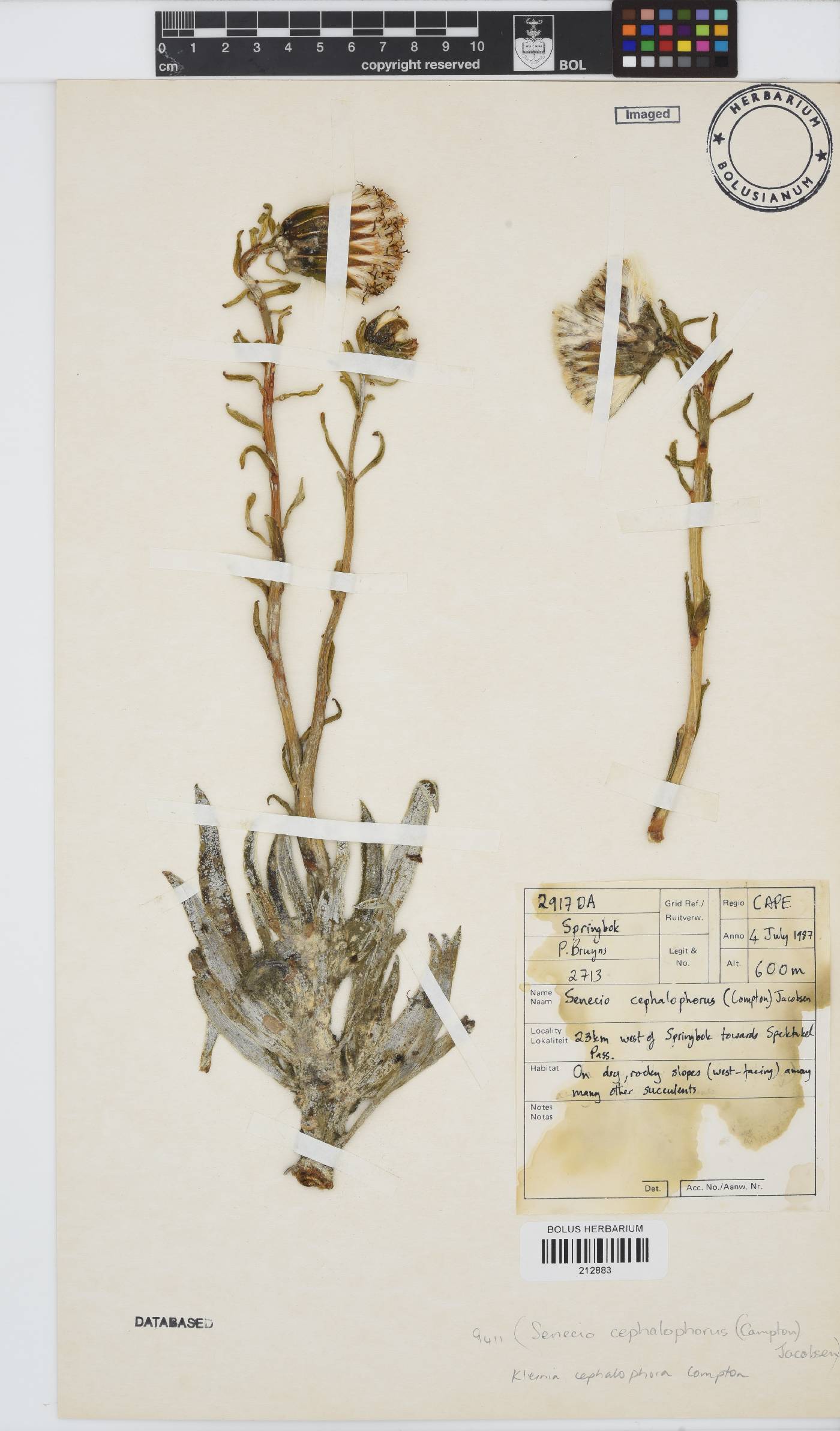 Kleinia cephalophora image
